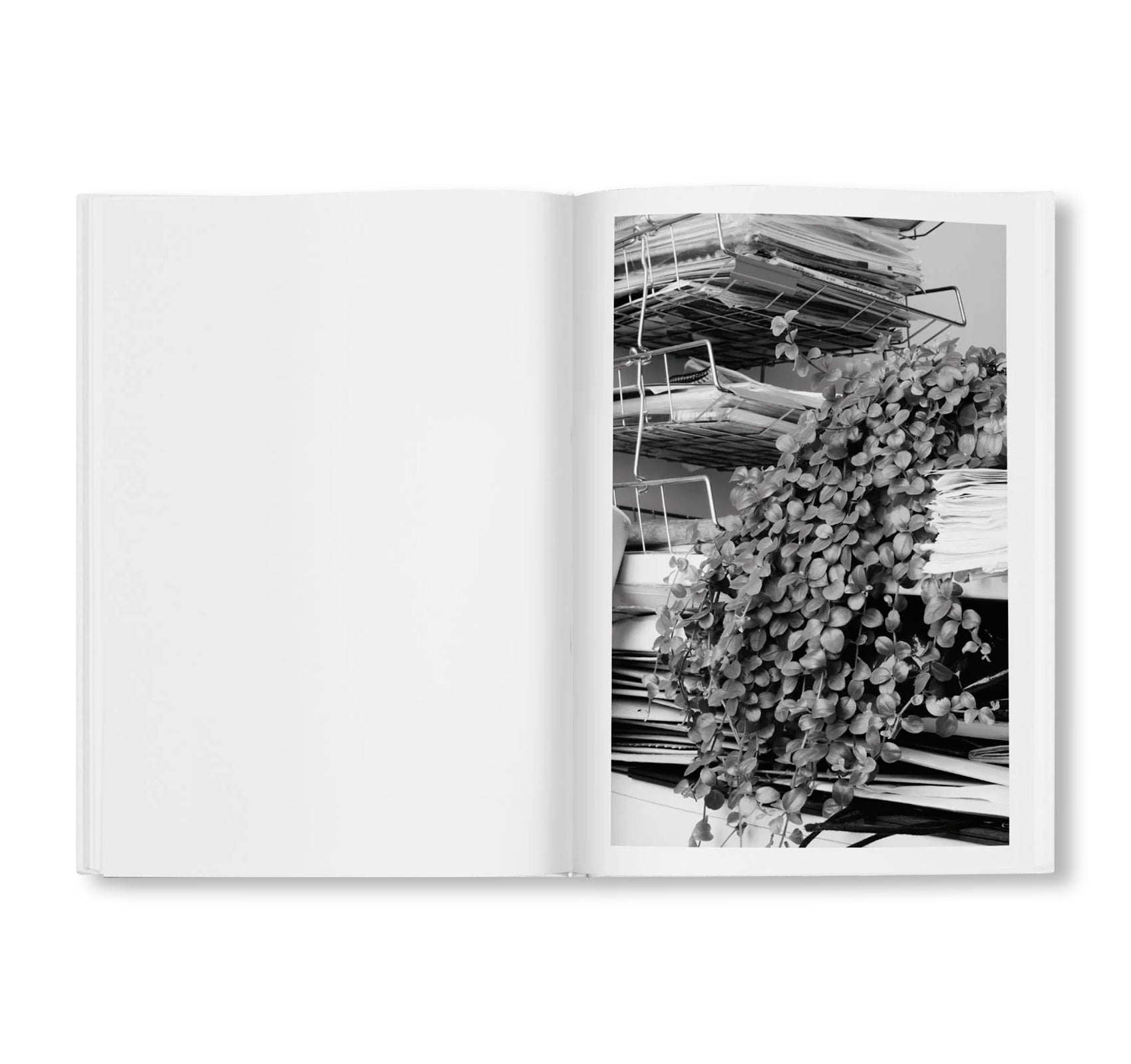 BÜROPFLANZE by Saskia Groneberg