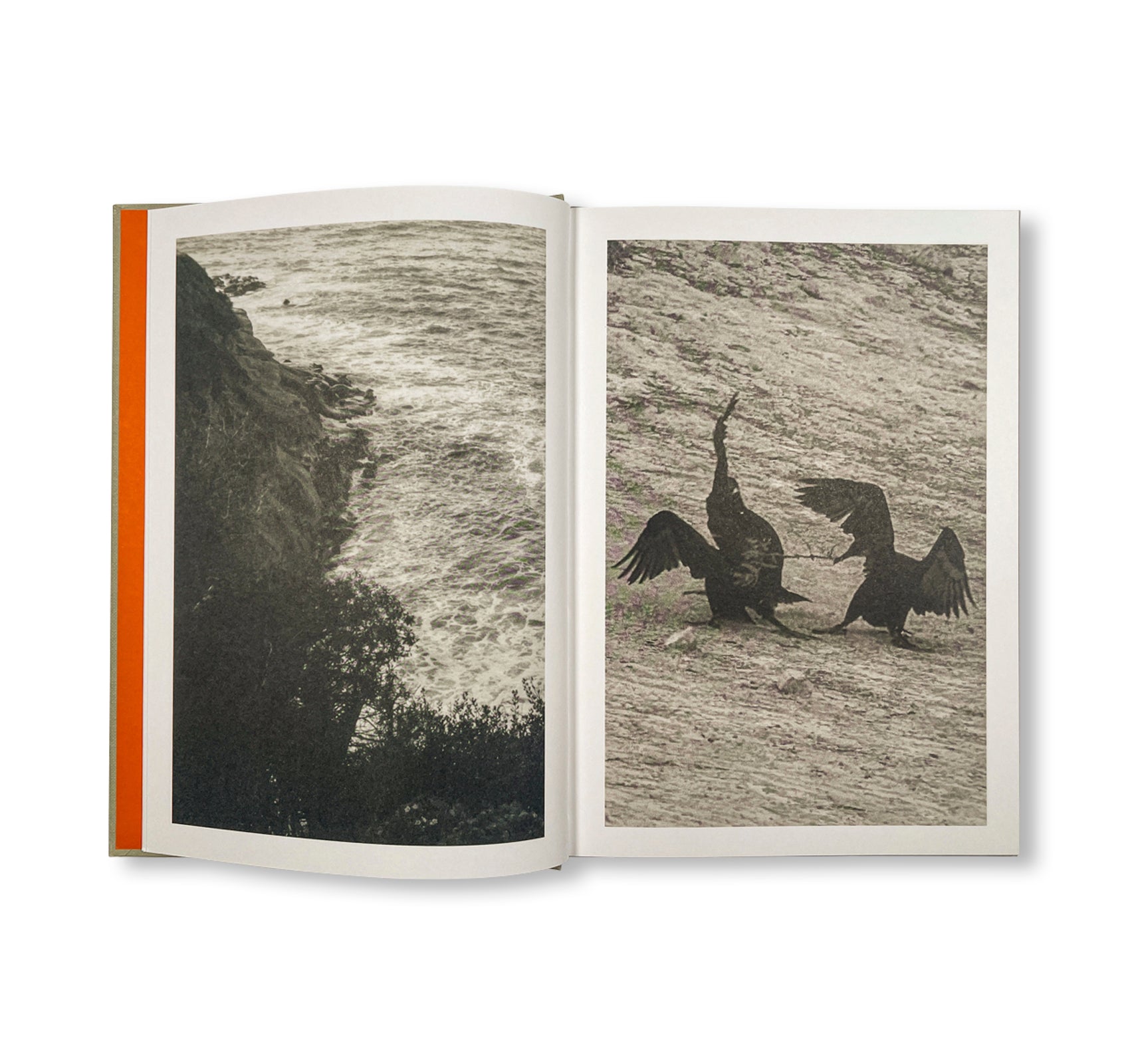 THE LOTTERY by Melissa Catanese