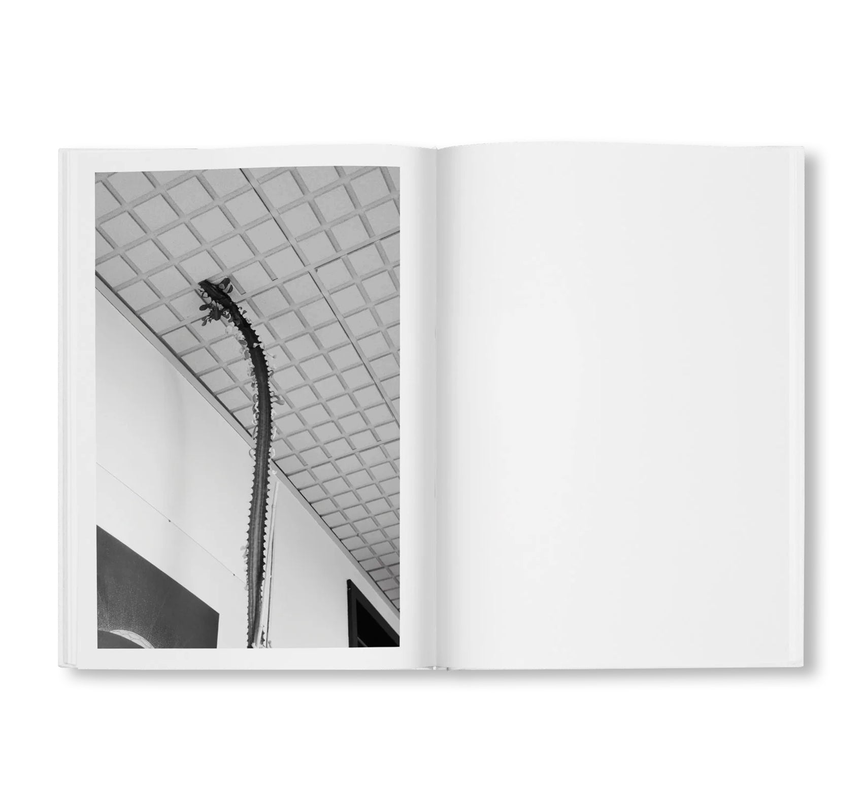 BÜROPFLANZE by Saskia Groneberg