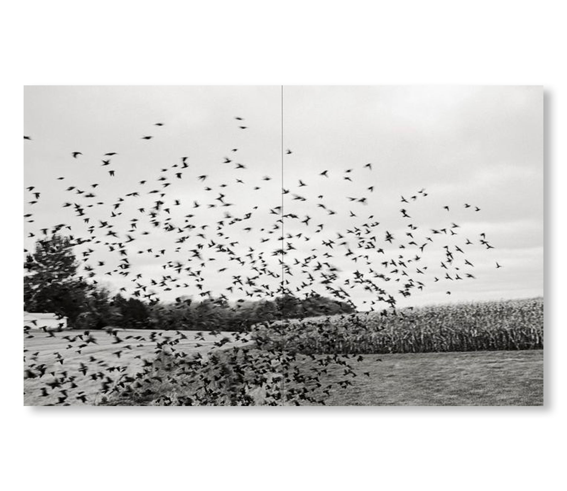 LITTLE by Tim Carpenter