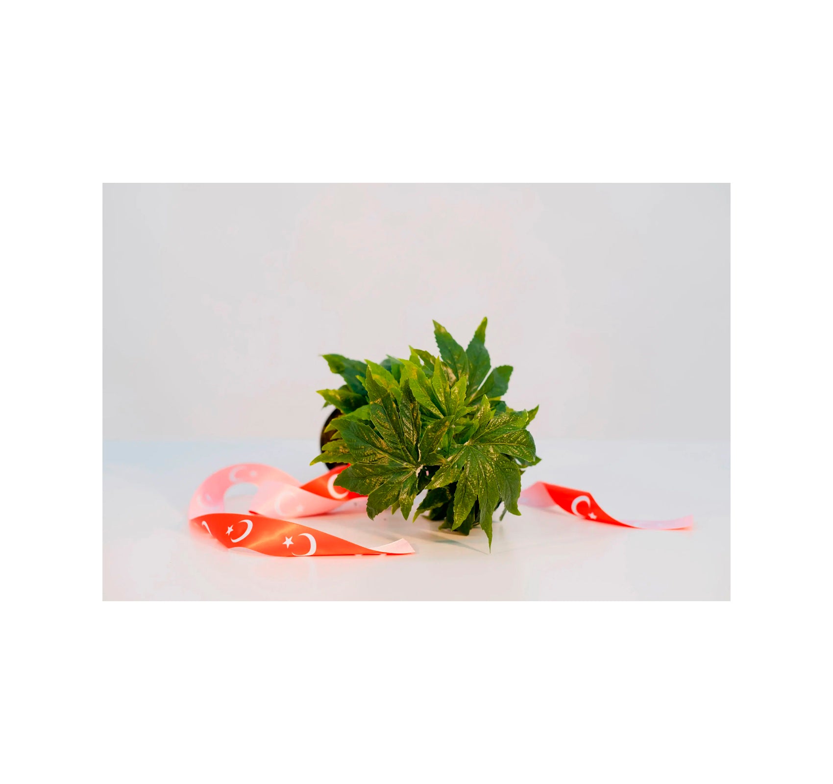 FLEUROP by Sebastian Utzni