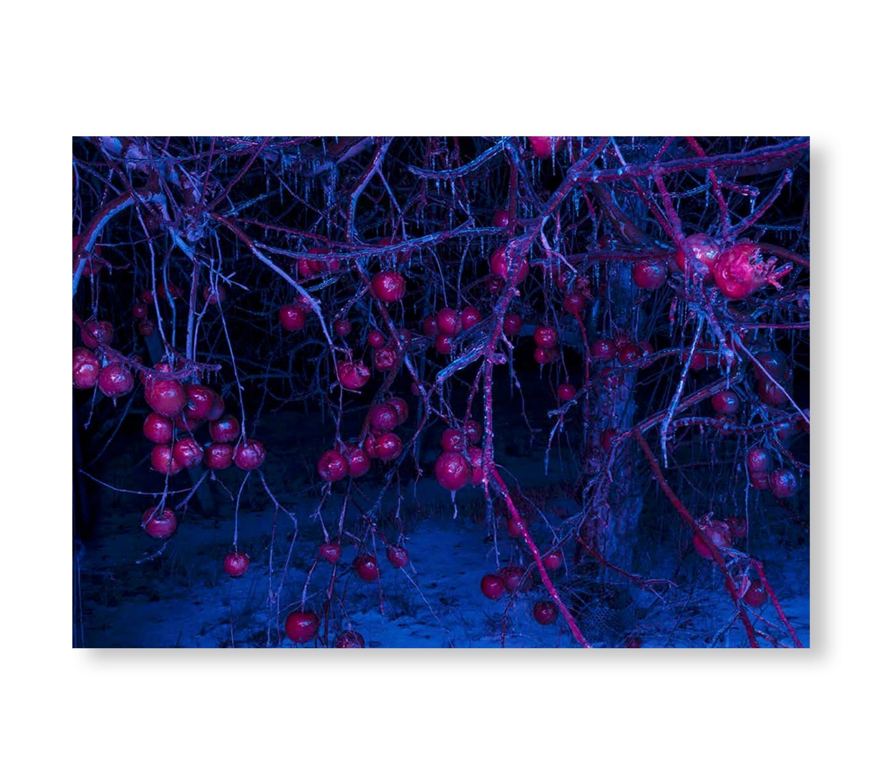 ONE PICTURE BOOK TWO #37: PORTENT by Tanya Marcuse