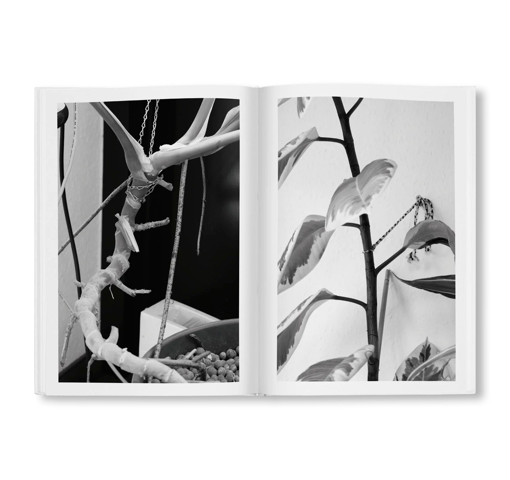 BÜROPFLANZE by Saskia Groneberg