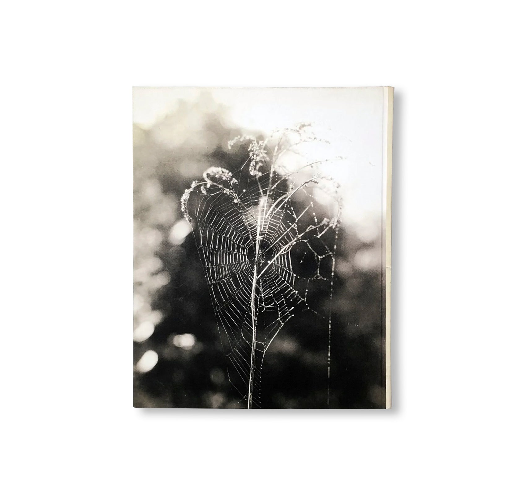 DIVE DARK DREAM SLOW by Melissa Catanese