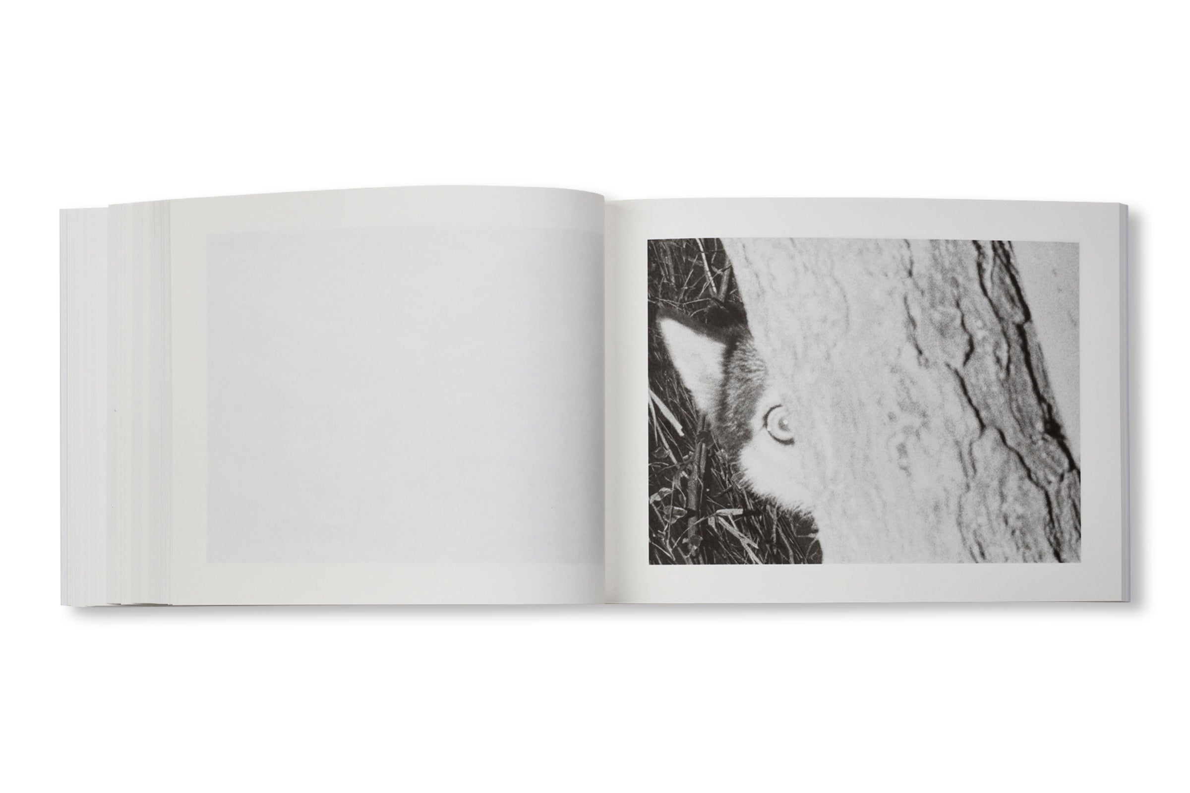 FAMILY DIARY by Issei Suda