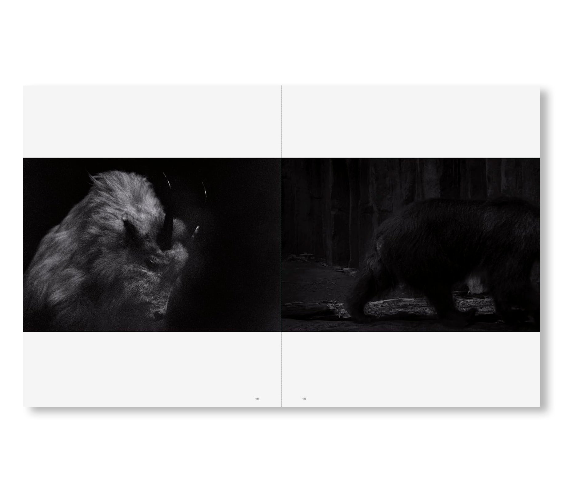 SAKIKO NOMURA: TENDER IS THE NIGHT by Sakiko Nomura