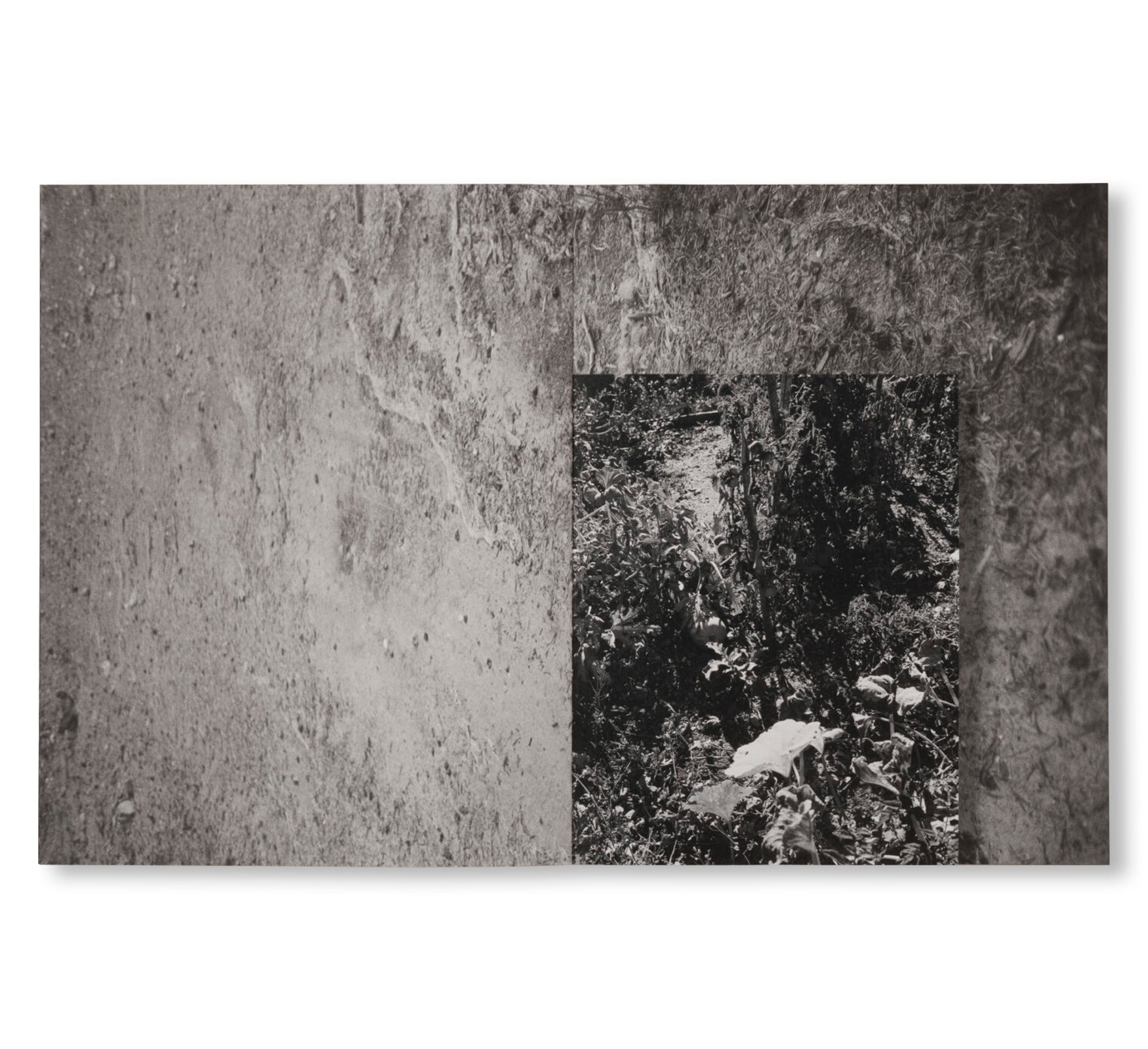 LA RONDE DES HIRONDELLES by Florence Cuschieri