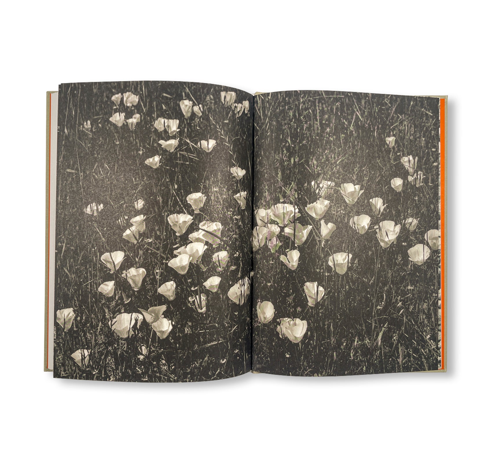 THE LOTTERY by Melissa Catanese