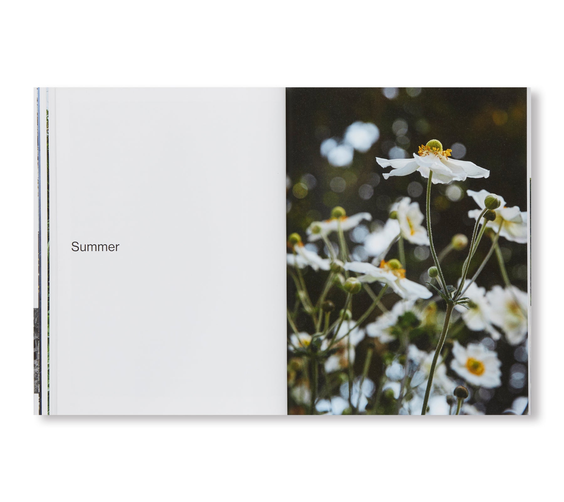 THE BARBARA HEPWORTH SCULPTURE GARDEN by Barbara Hepworth