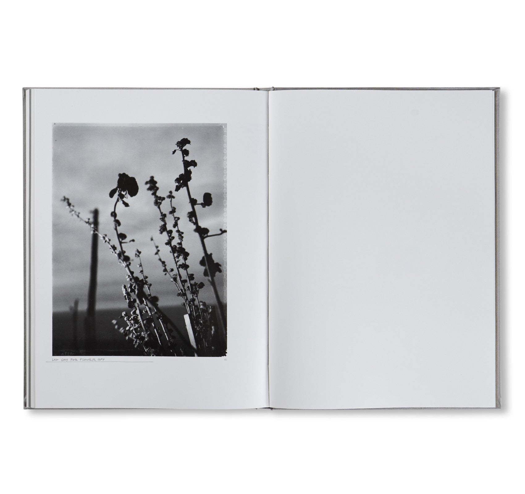 FLOWER IS… by Robert Frank