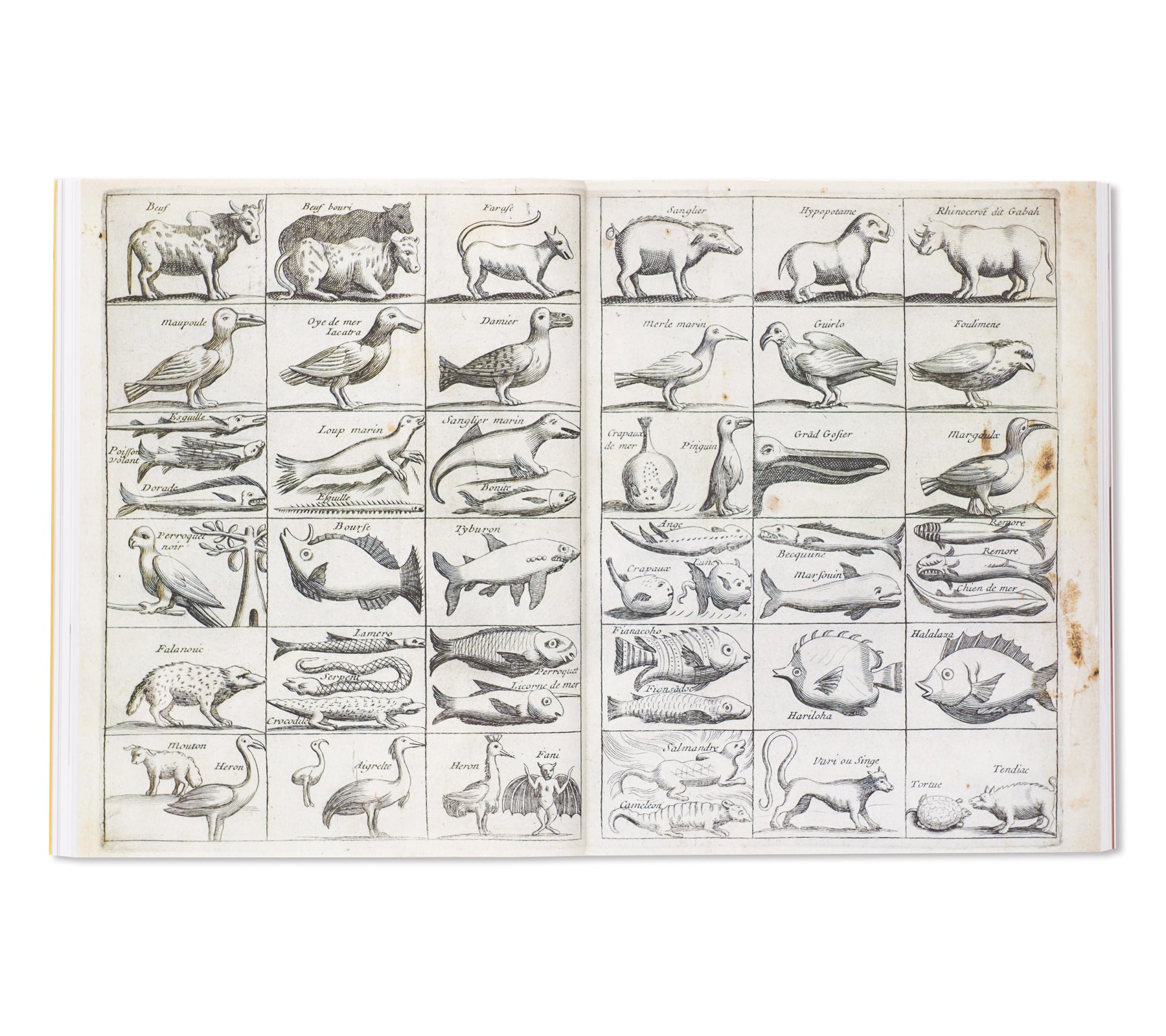 ANIMALITY by Jens Hoffmann