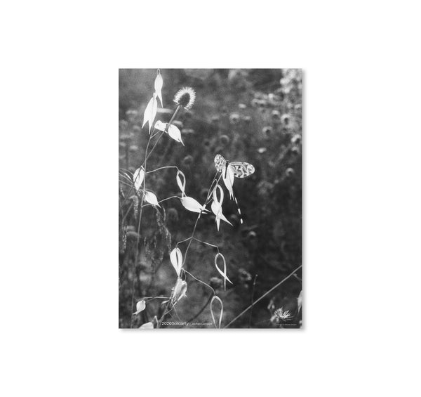 SCHMETTERLINGSHAFT by Jochen Lempert – twelvebooks