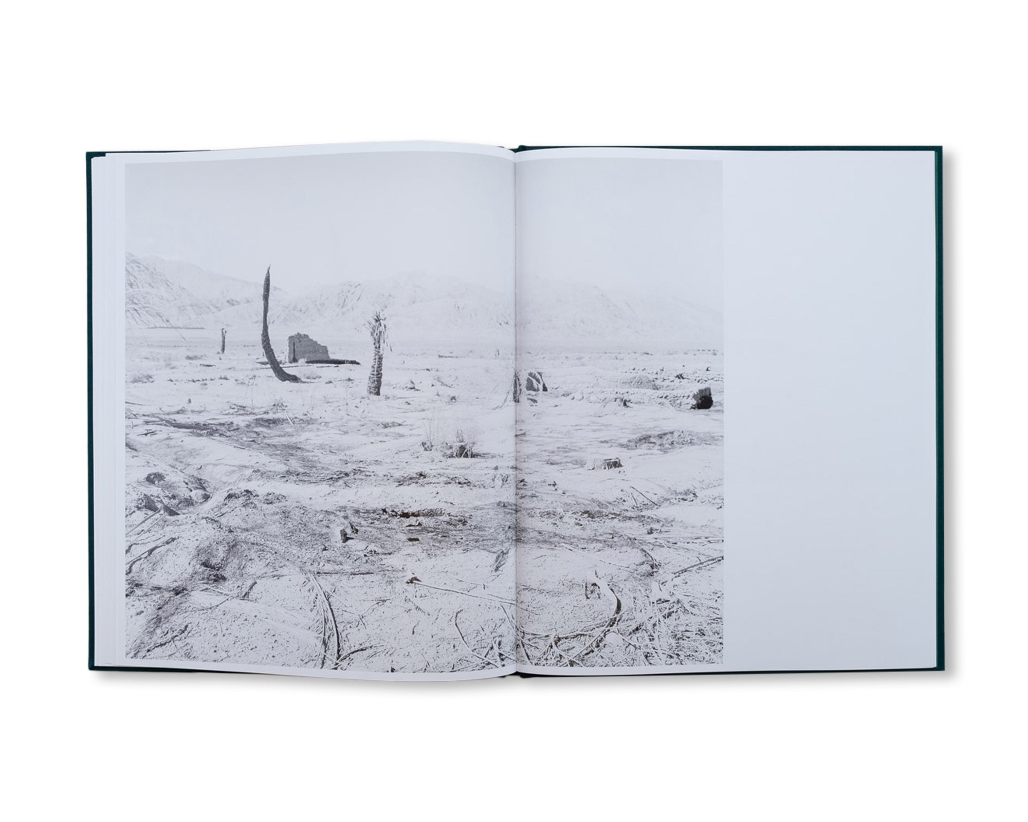 CONFERENCE OF THE BIRDS by Sybren Vanoverberghe