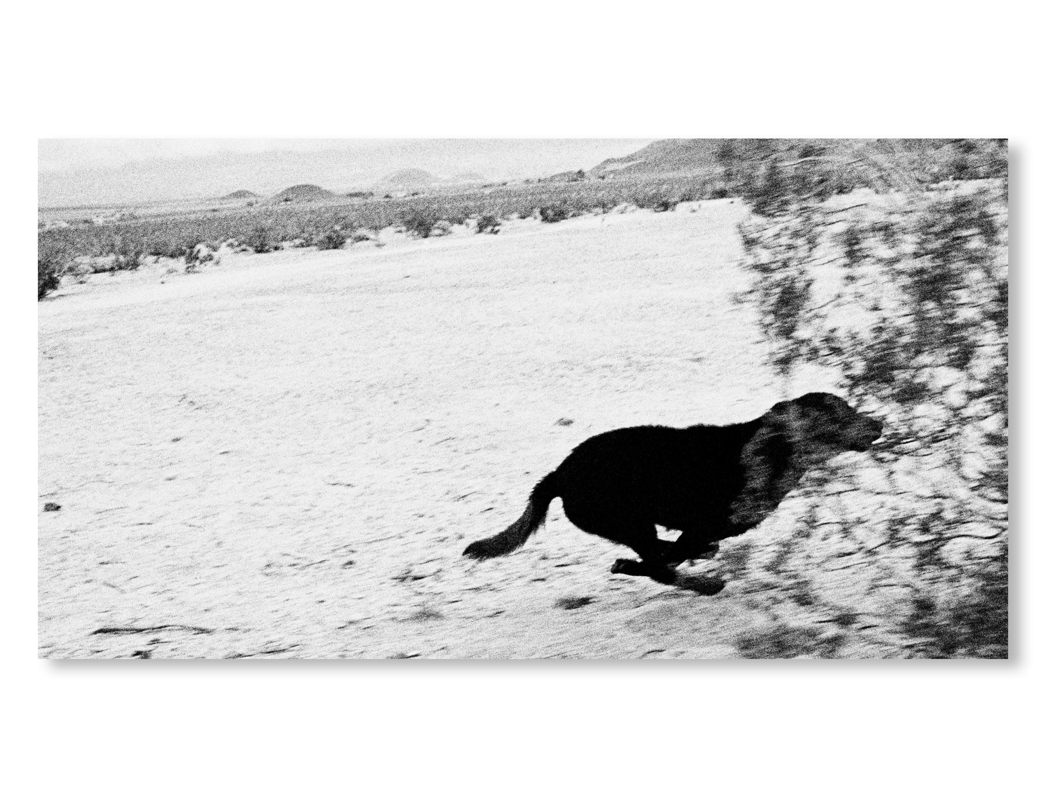 DOGS CHASING MY CAR IN THE DESERT by John Divola [REMASTERED EDITION]