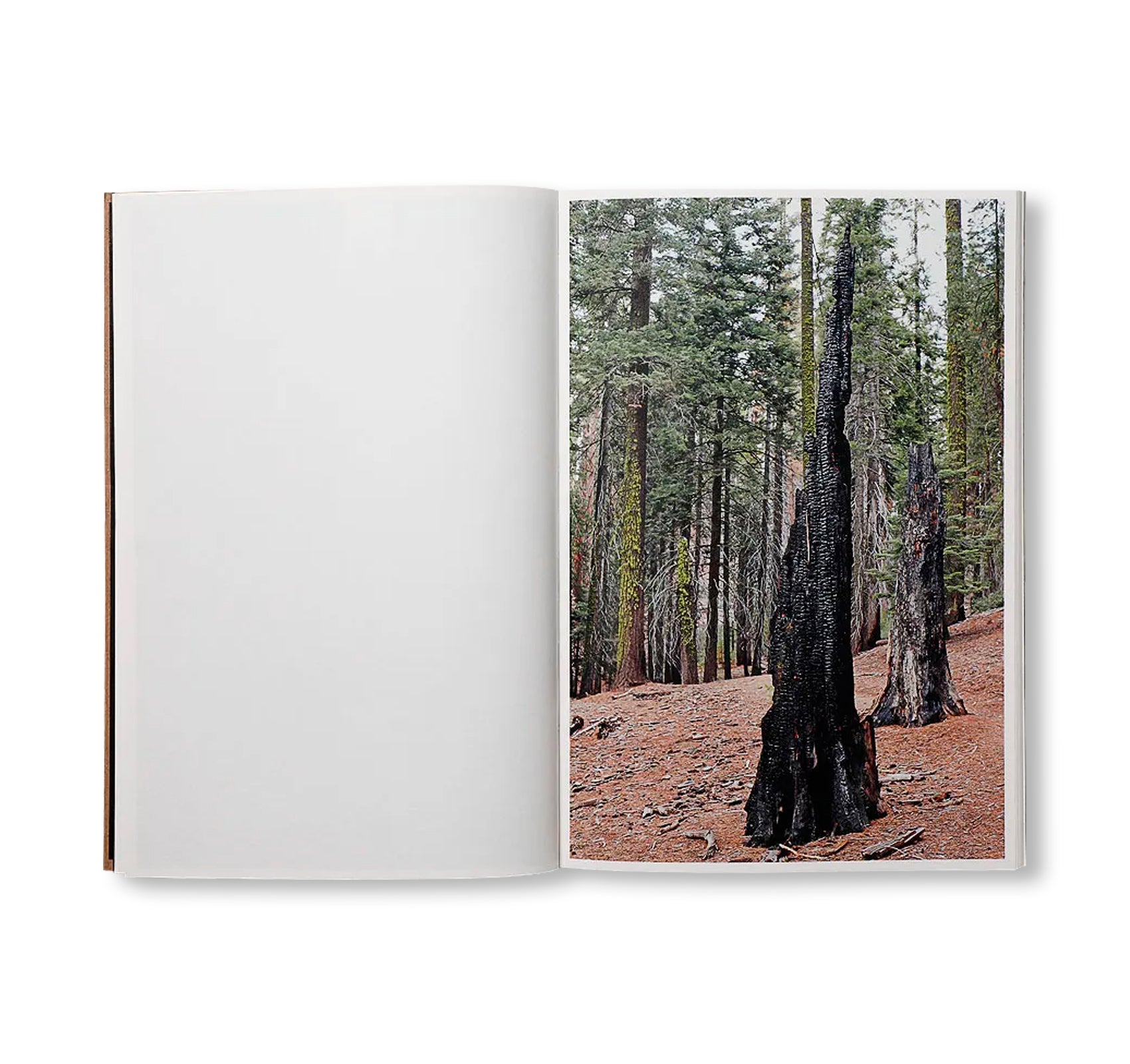 THE DARK WOOD by Danielle Mericle [SIGNED]