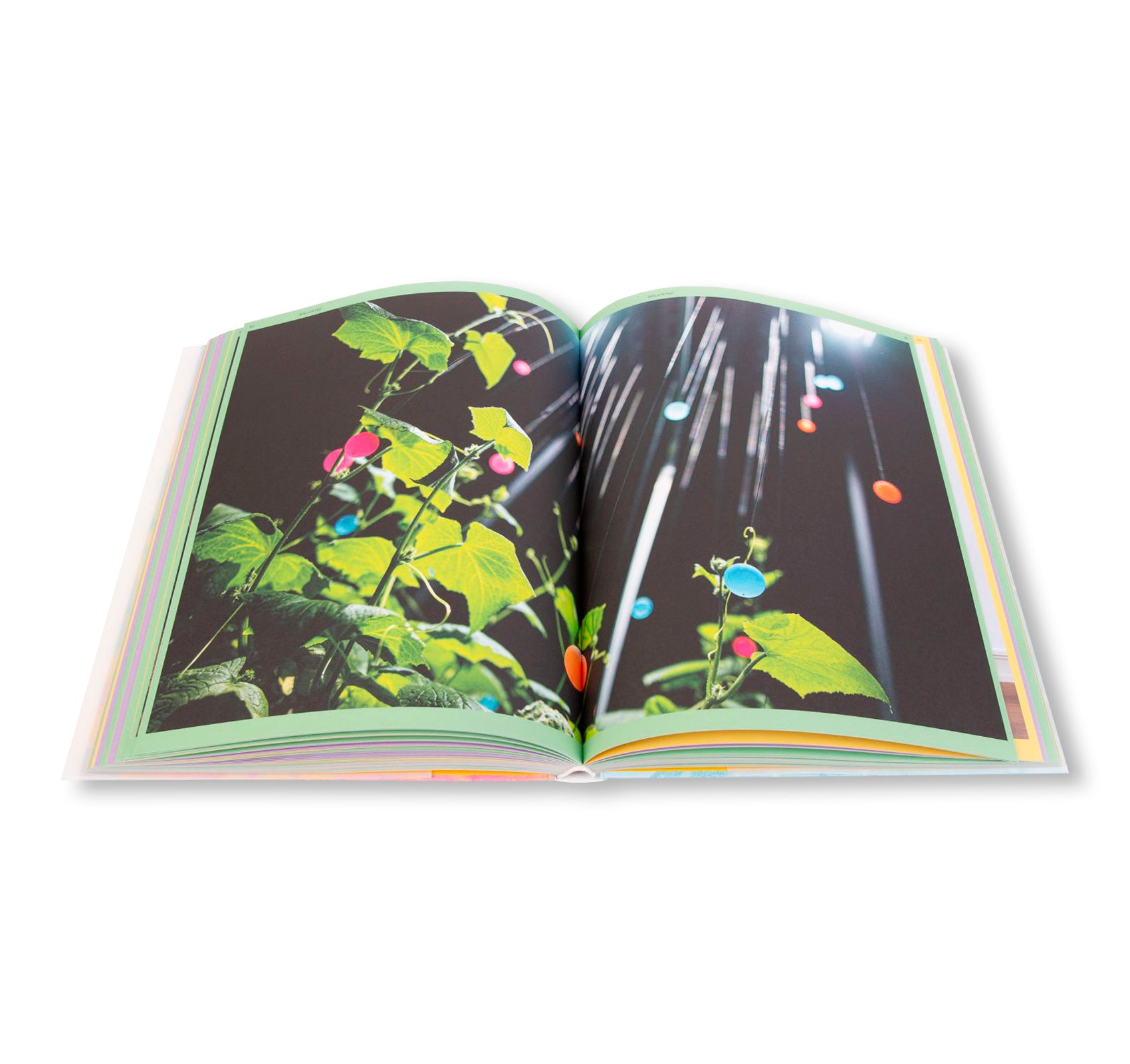 THE SENSES OF PLANTS