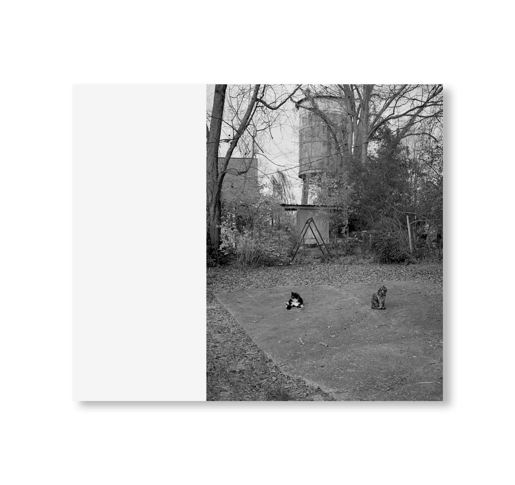 LOW FI CATS by Mark Steinmetz [SIGNED]