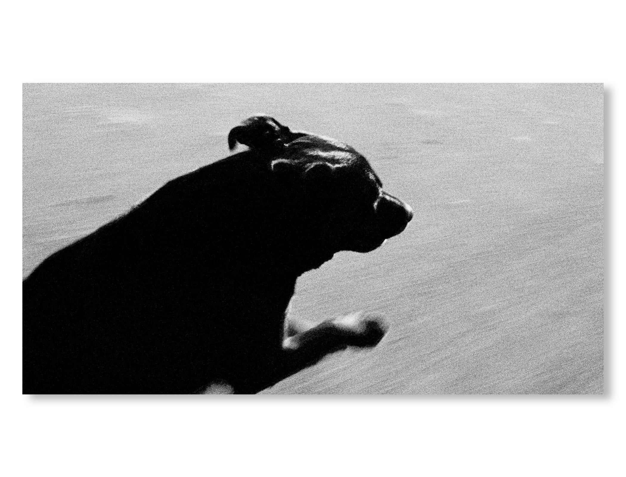 DOGS CHASING MY CAR IN THE DESERT by John Divola [REMASTERED EDITION]