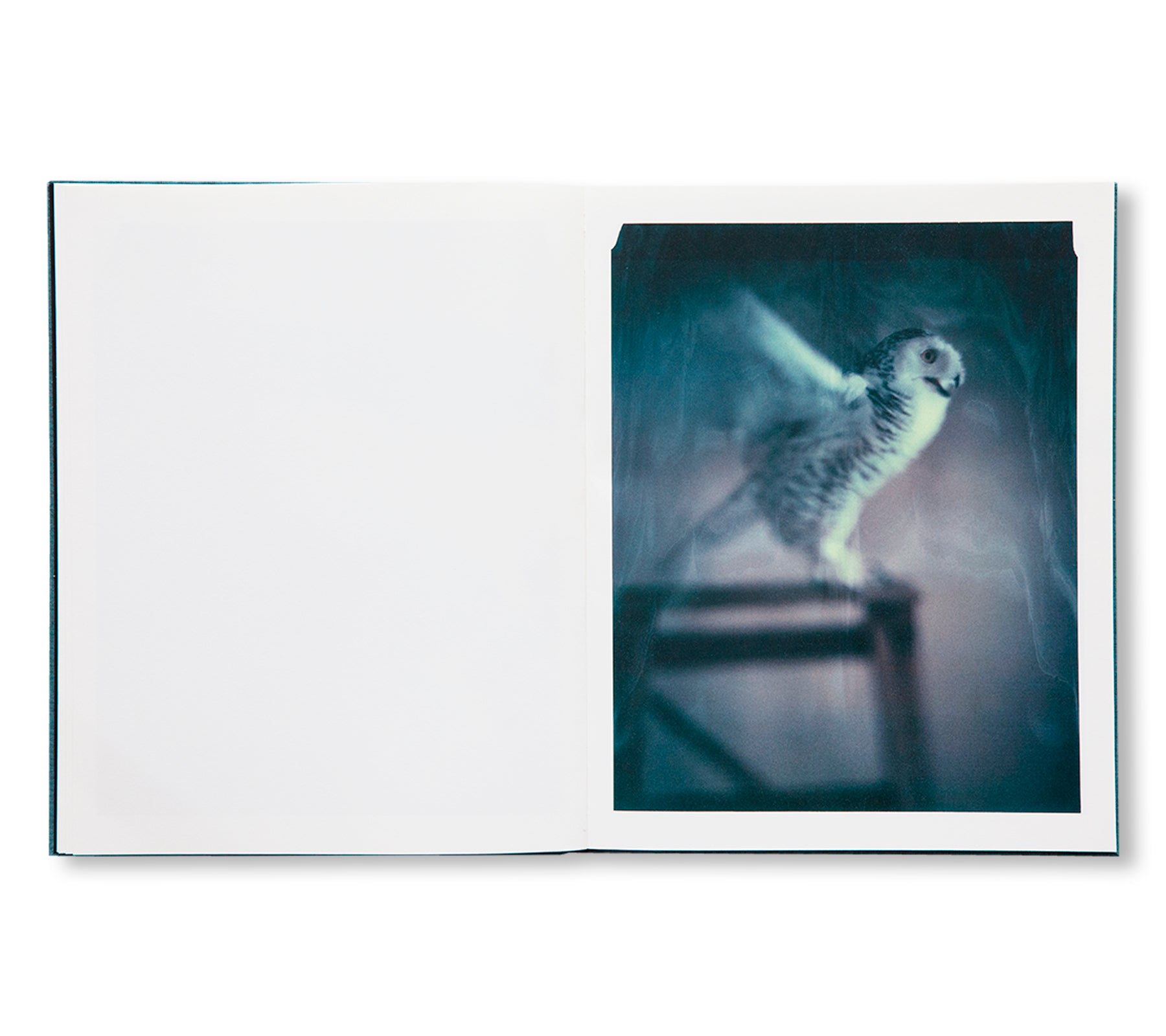 DES OISEAUX - PAOLO ROVERSI by Paolo Roversi