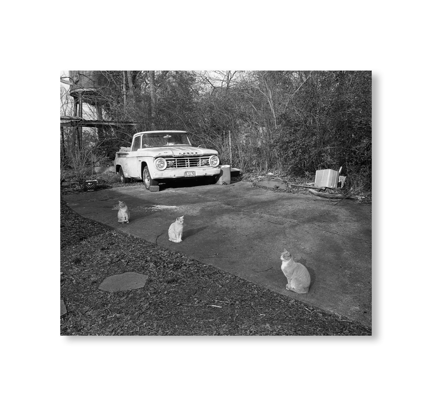 LOW FI CATS by Mark Steinmetz [SIGNED]