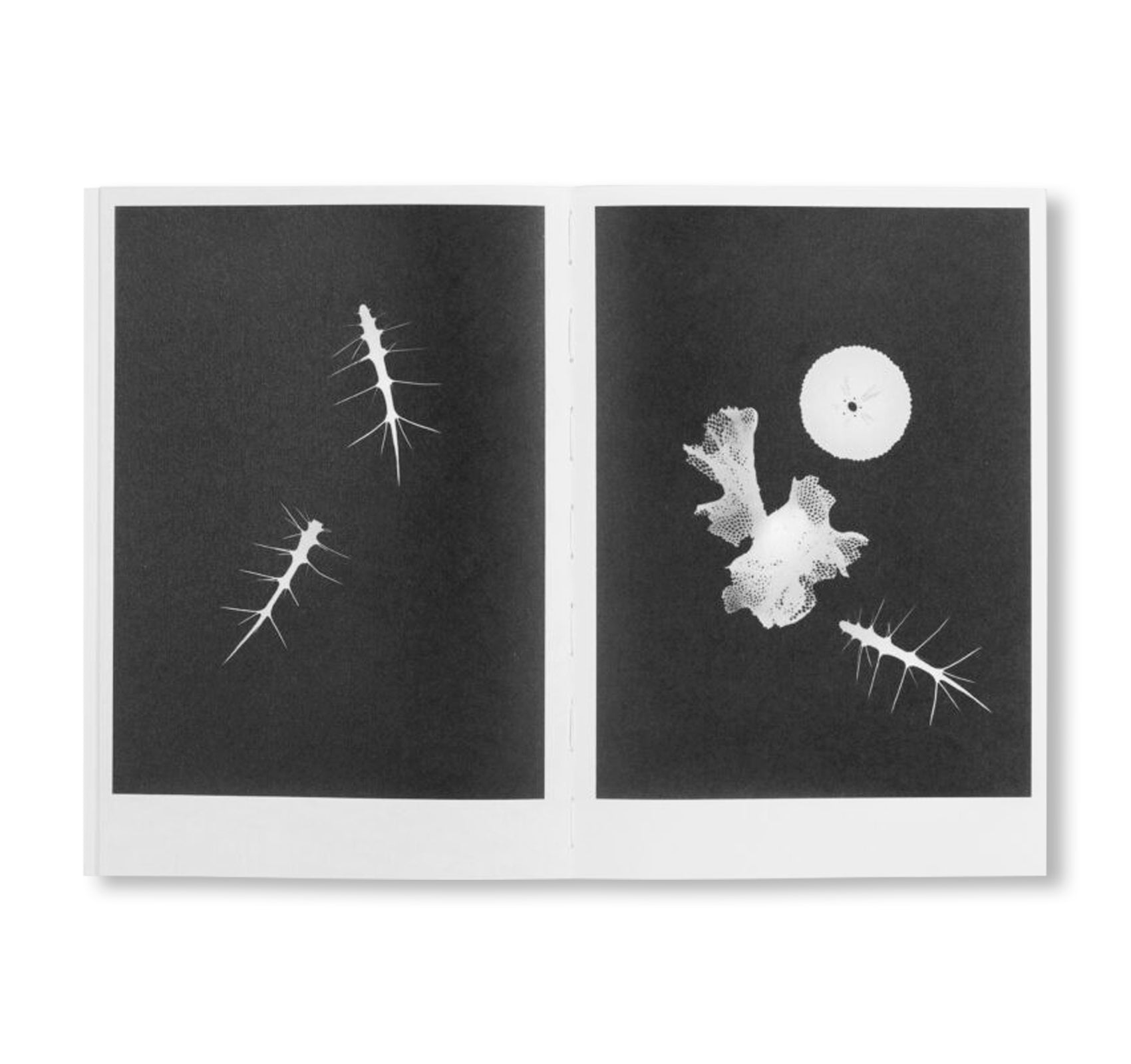 LOCAL ECOLOGY. KASTELLORIZO by Jochen Lempert