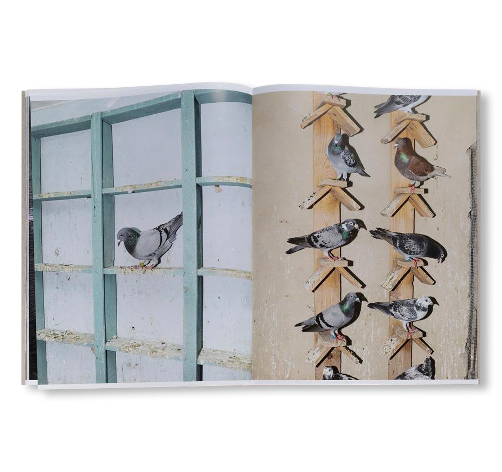 PICADERO by Carlos Jaramillo