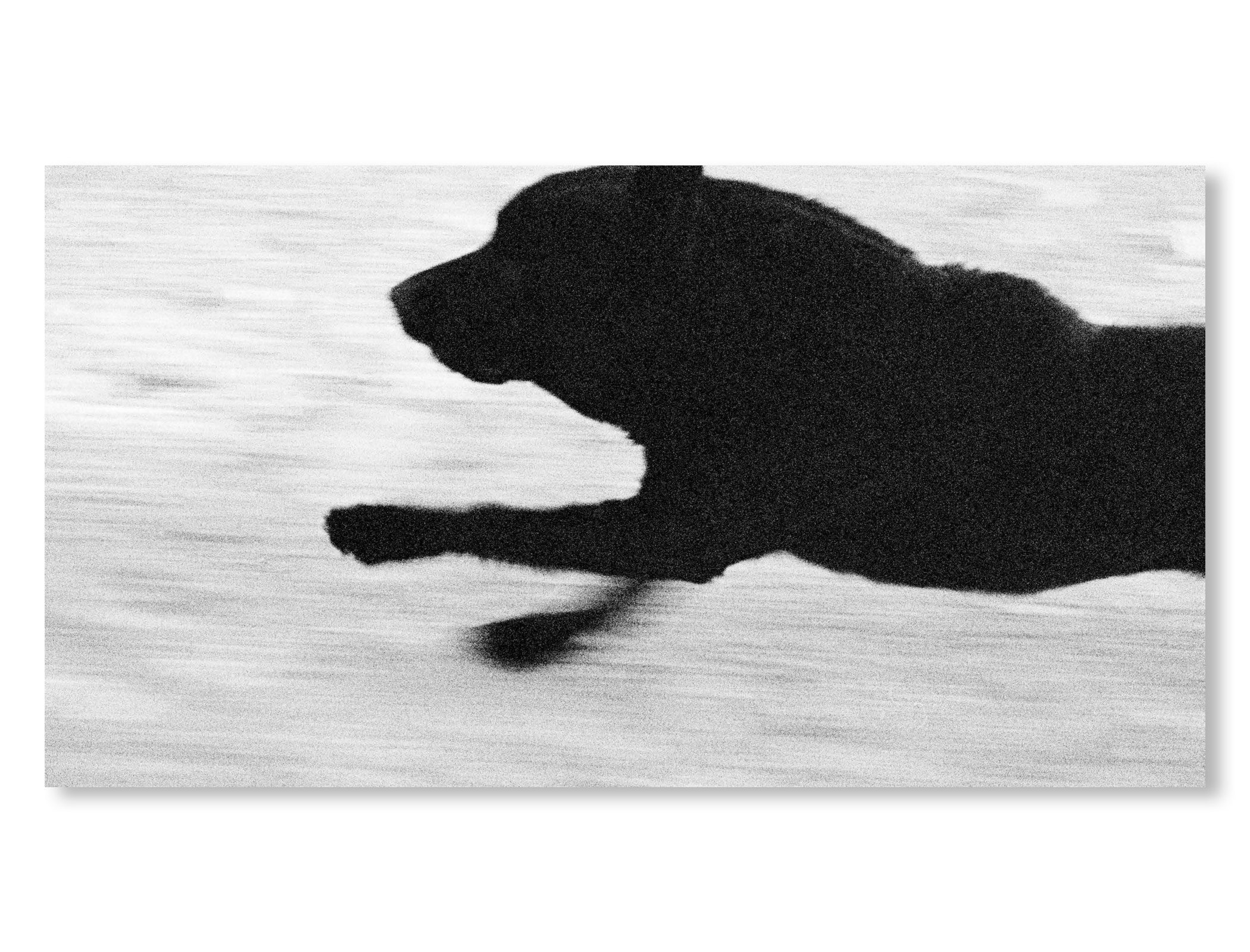 DOGS CHASING MY CAR IN THE DESERT by John Divola [REMASTERED EDITION]