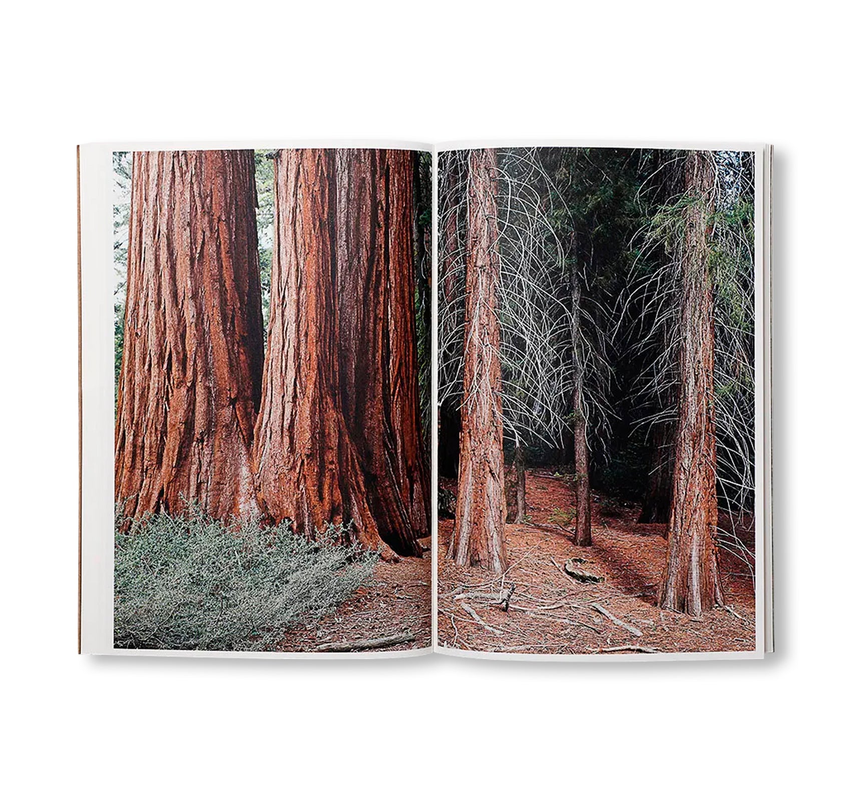 THE DARK WOOD by Danielle Mericle [SIGNED]