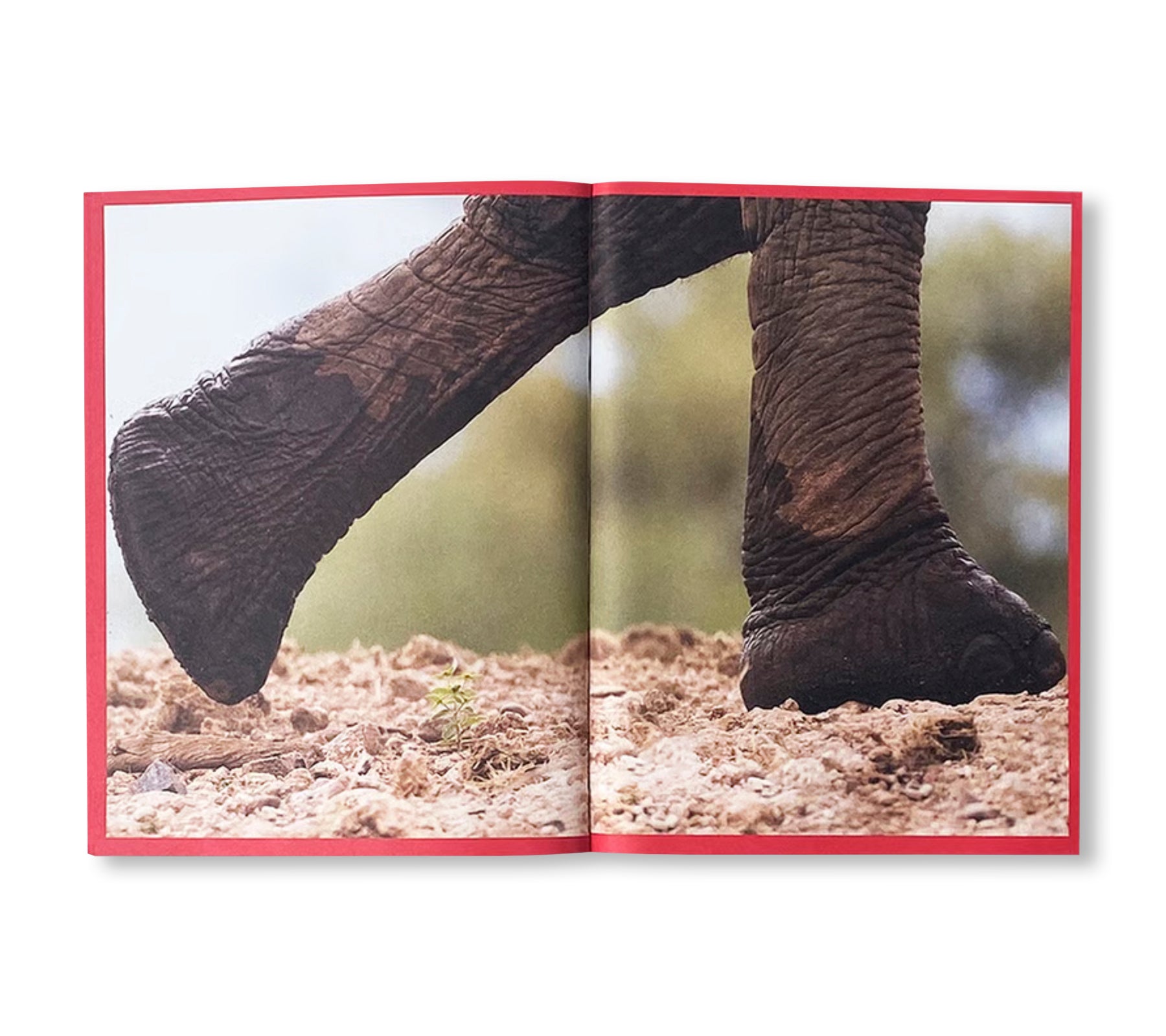 CAMPER 50 (1975-2025) WALK, DON'T RUN
