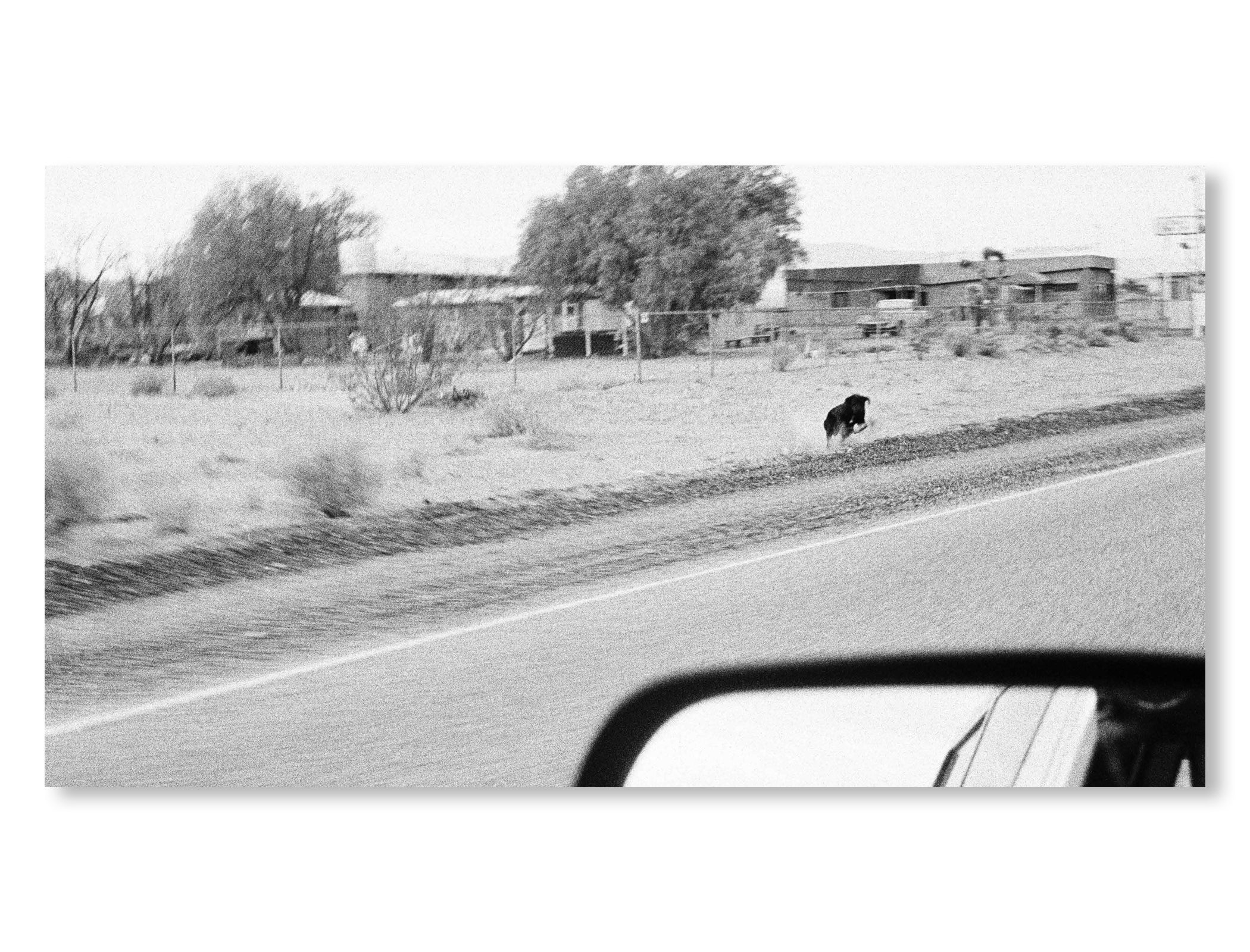 DOGS CHASING MY CAR IN THE DESERT by John Divola [REMASTERED EDITION]