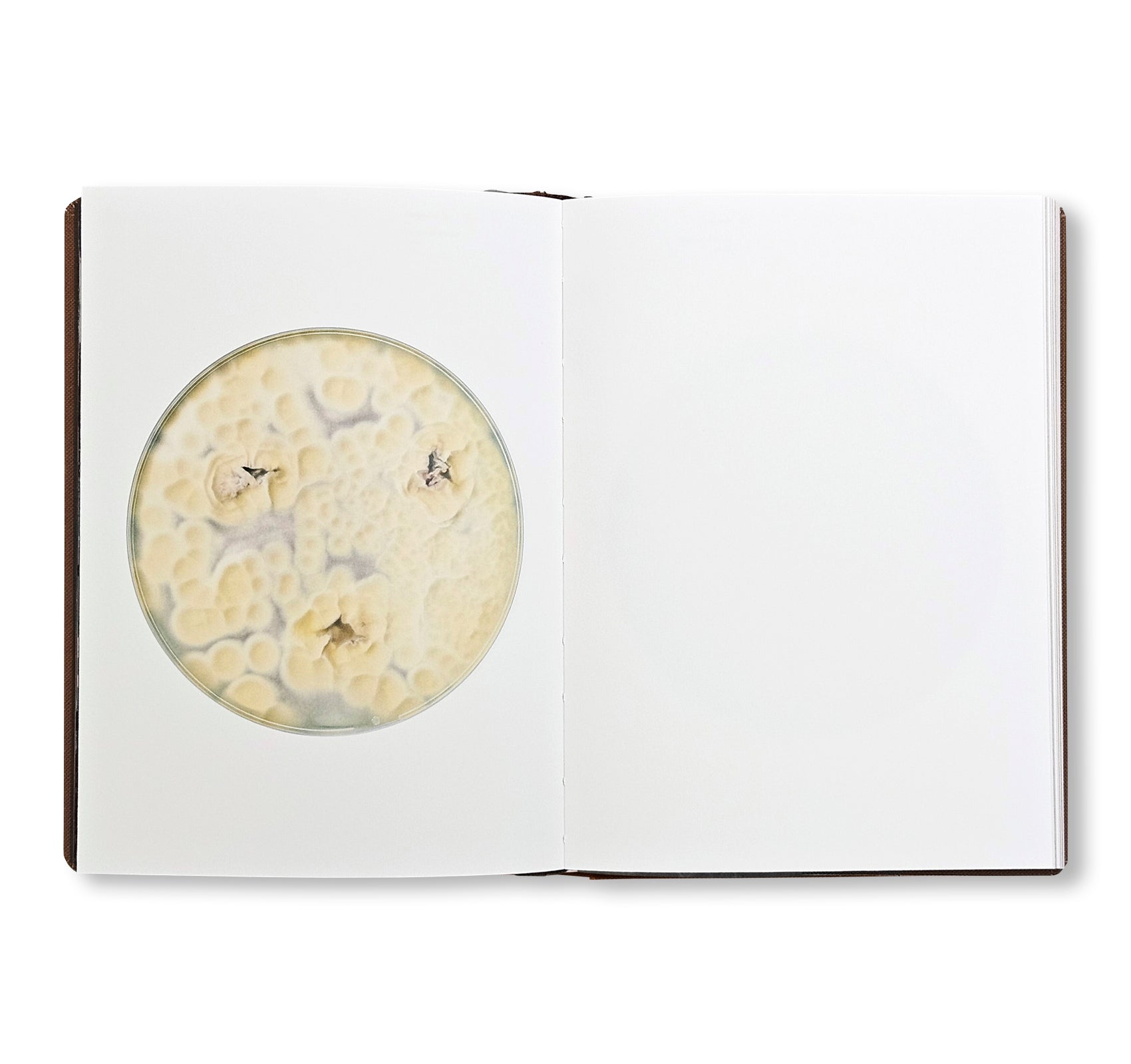 FUNGI by Nicolai Howalt