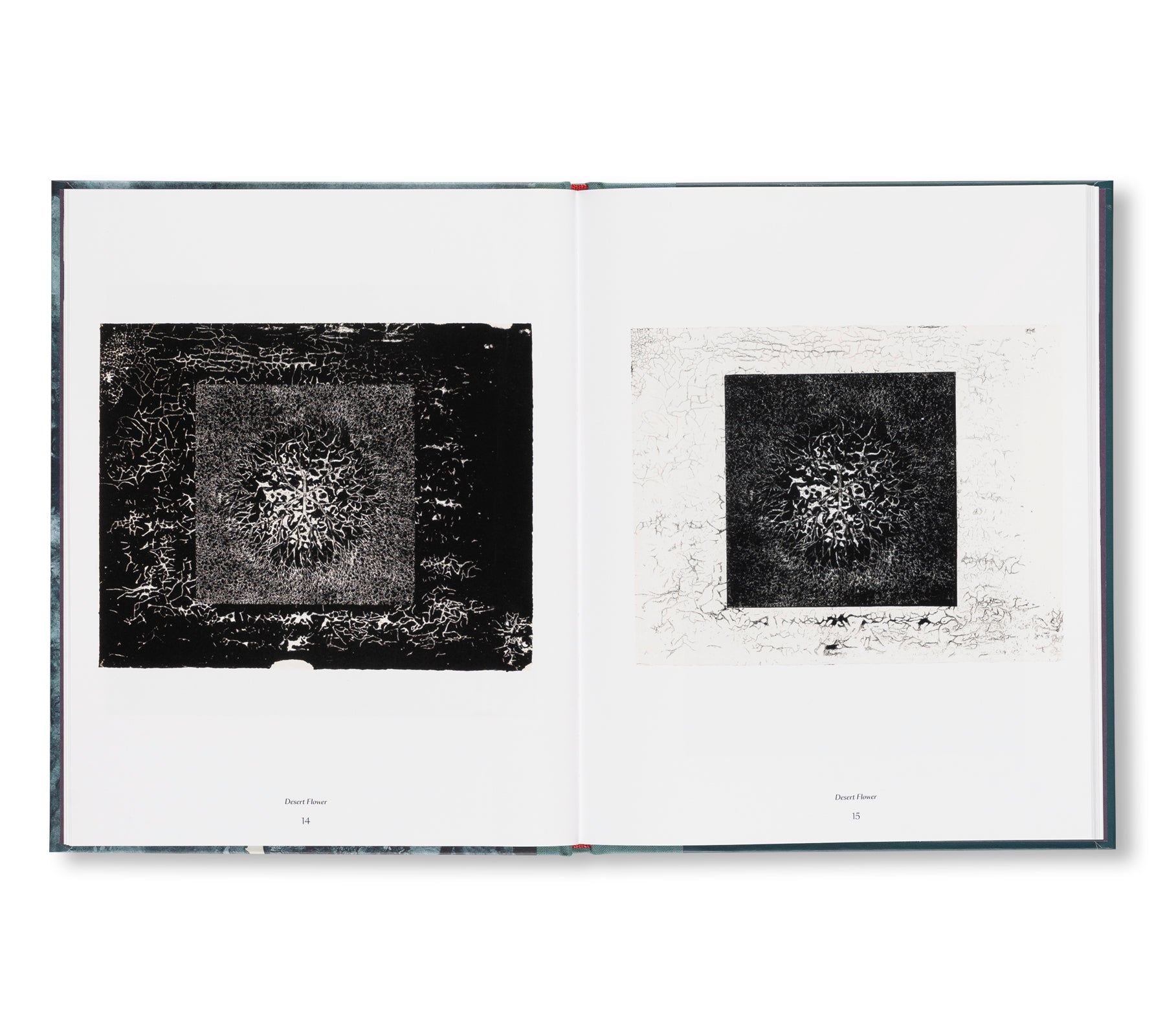 THE TAMARIND PRINTS by Ruth Asawa