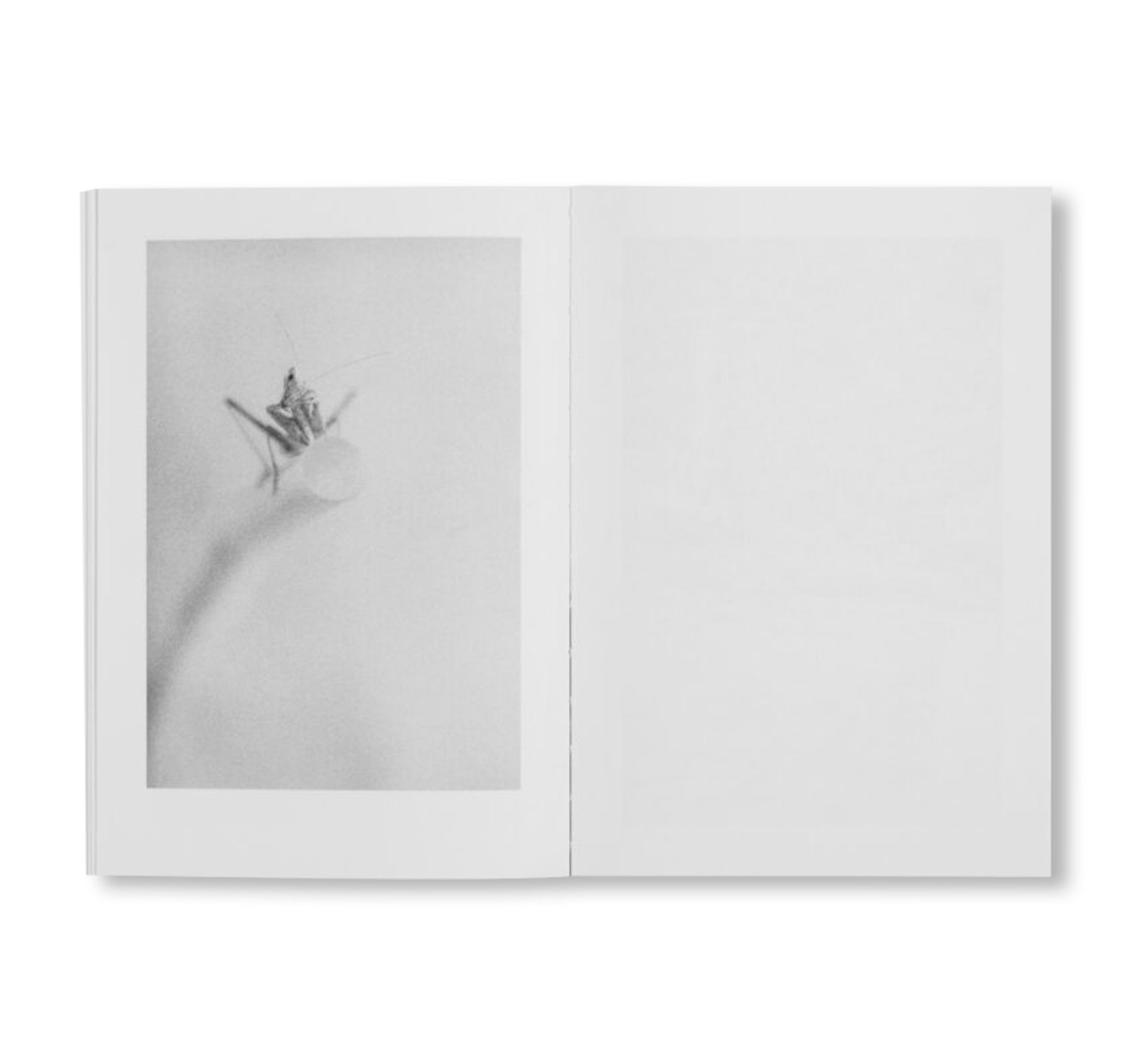 LOCAL ECOLOGY. KASTELLORIZO by Jochen Lempert