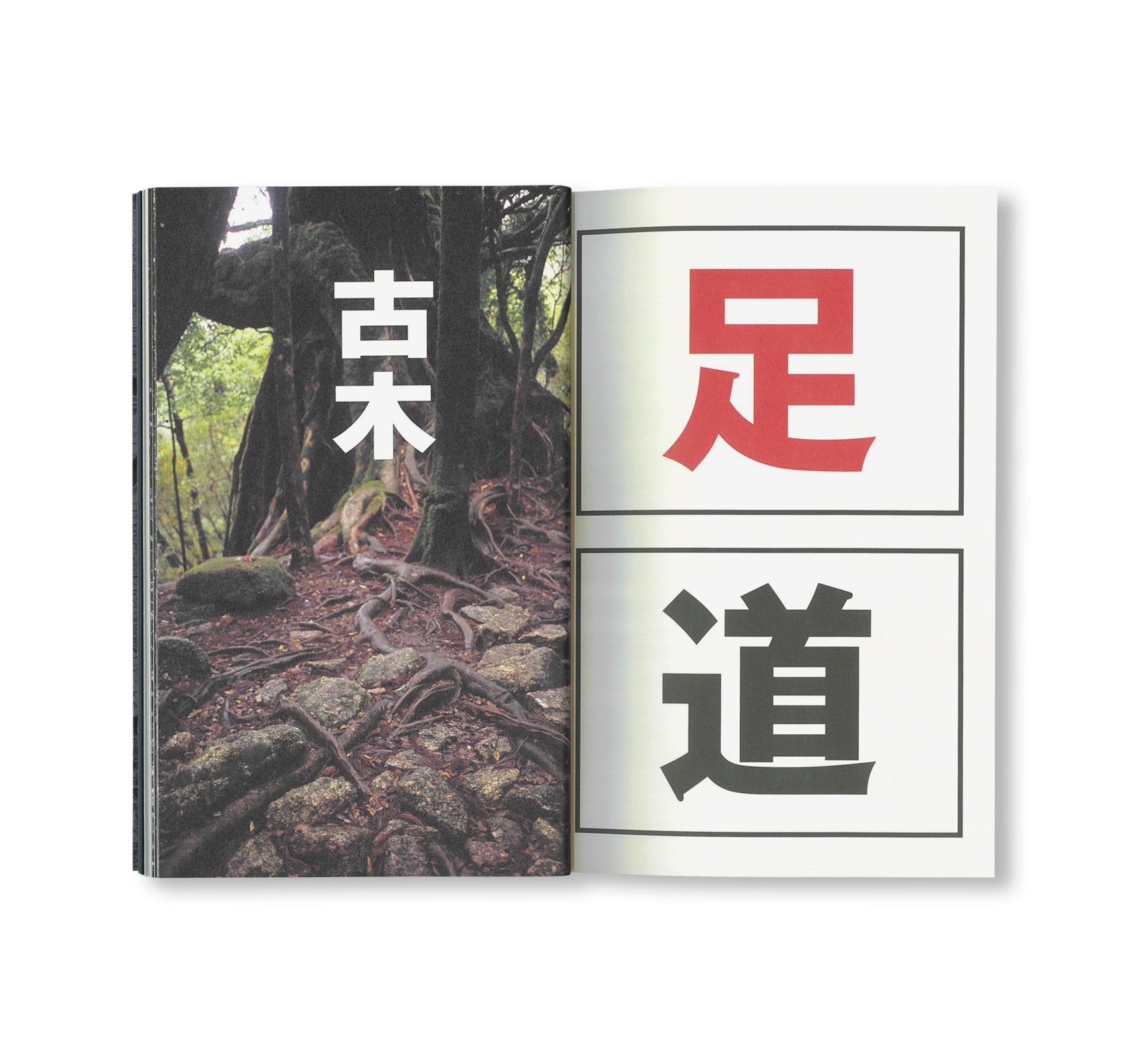 OLD TREE / 古木 by Hamish Fulton