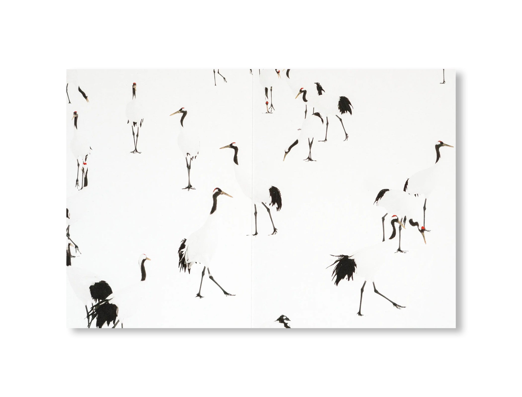 THE RED-CROWNED CRANE & THE END OF THE WORLD by Peter Granser