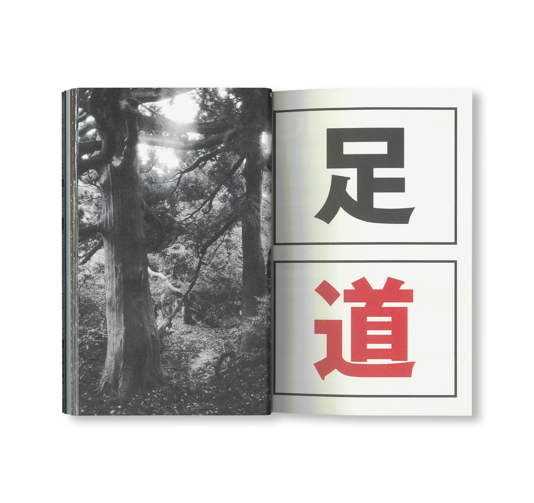OLD TREE / 古木 by Hamish Fulton