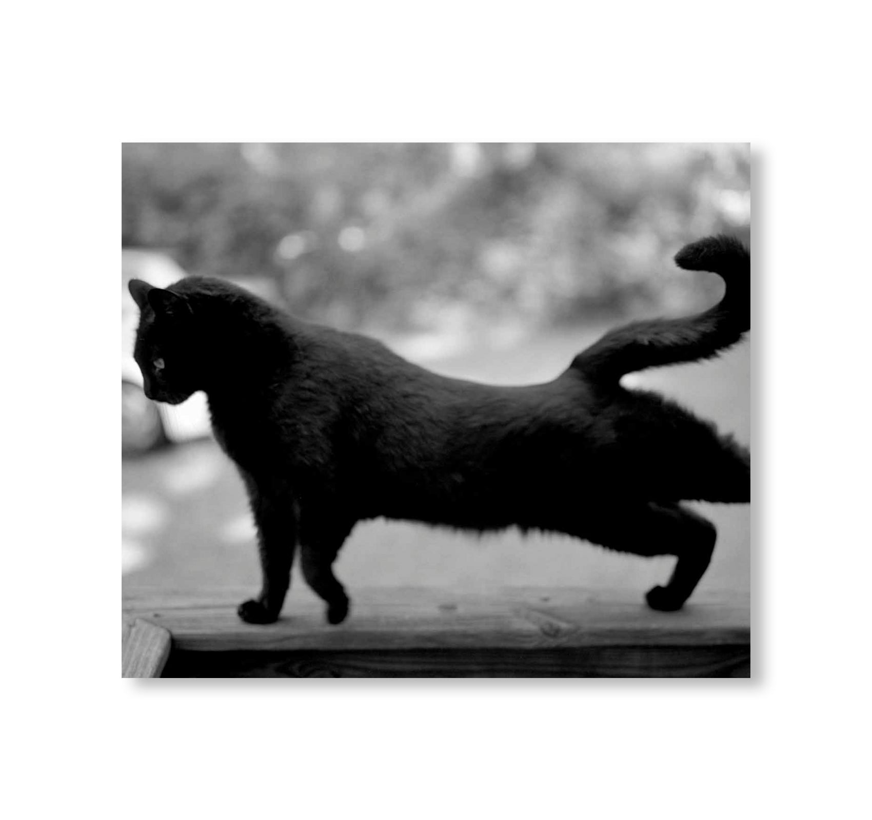 LOW FI CATS by Mark Steinmetz [SIGNED]