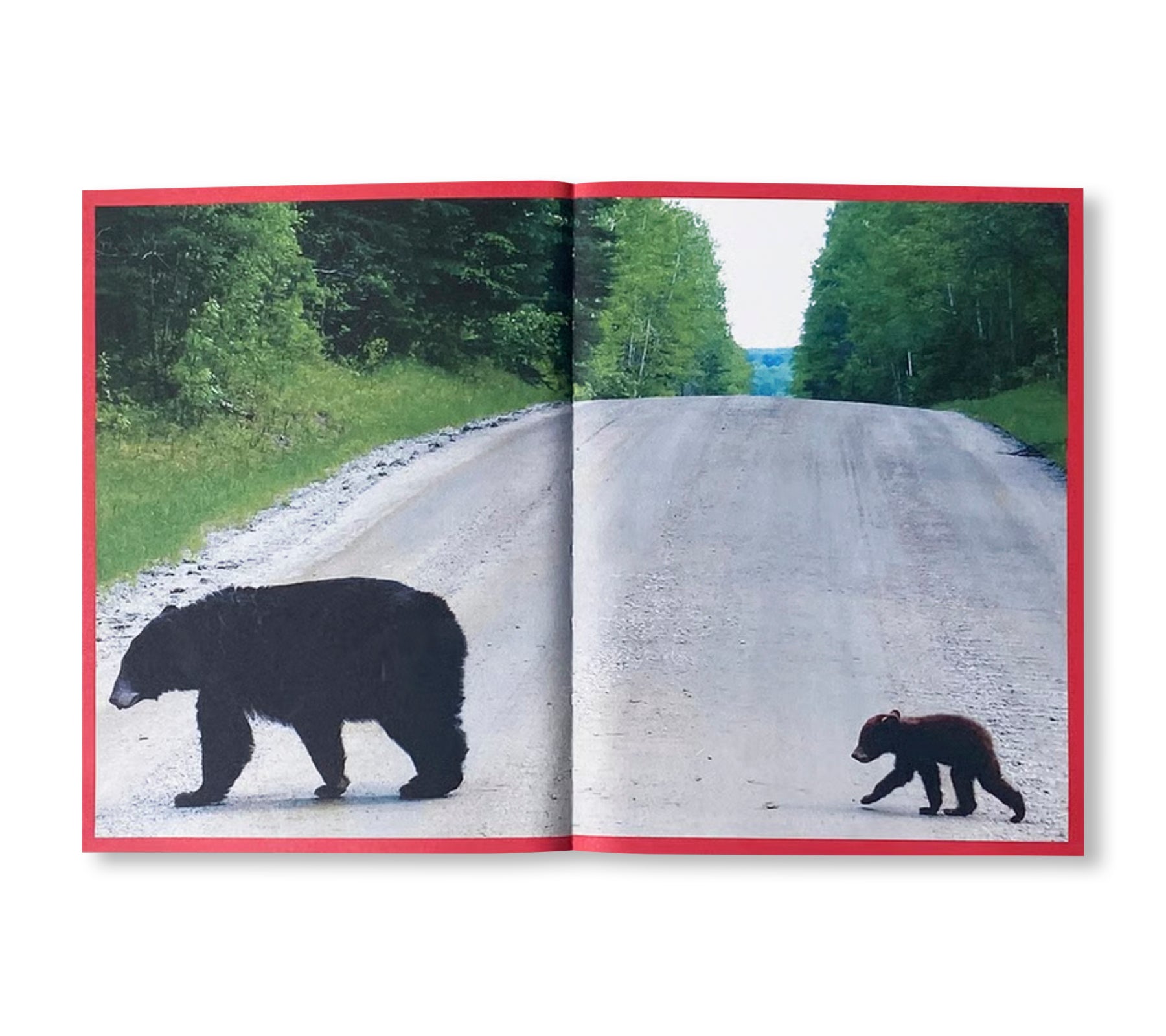 CAMPER 50 (1975-2025) WALK, DON'T RUN