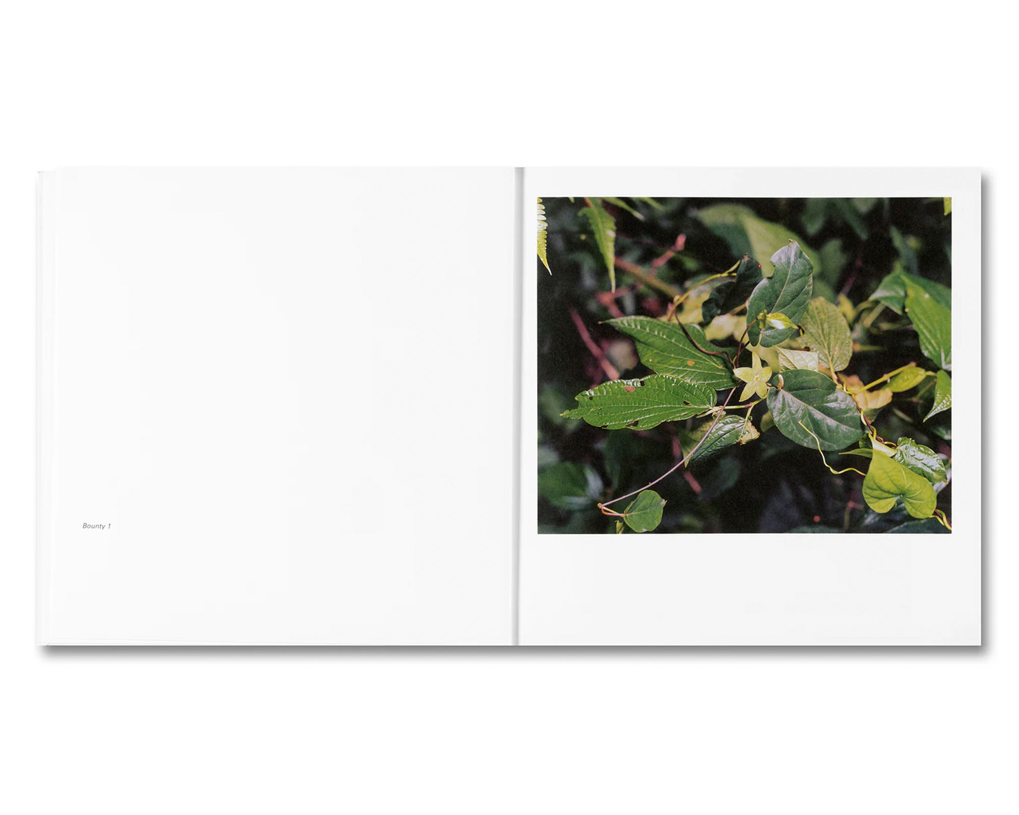 BOUNTY by Steve McQueen