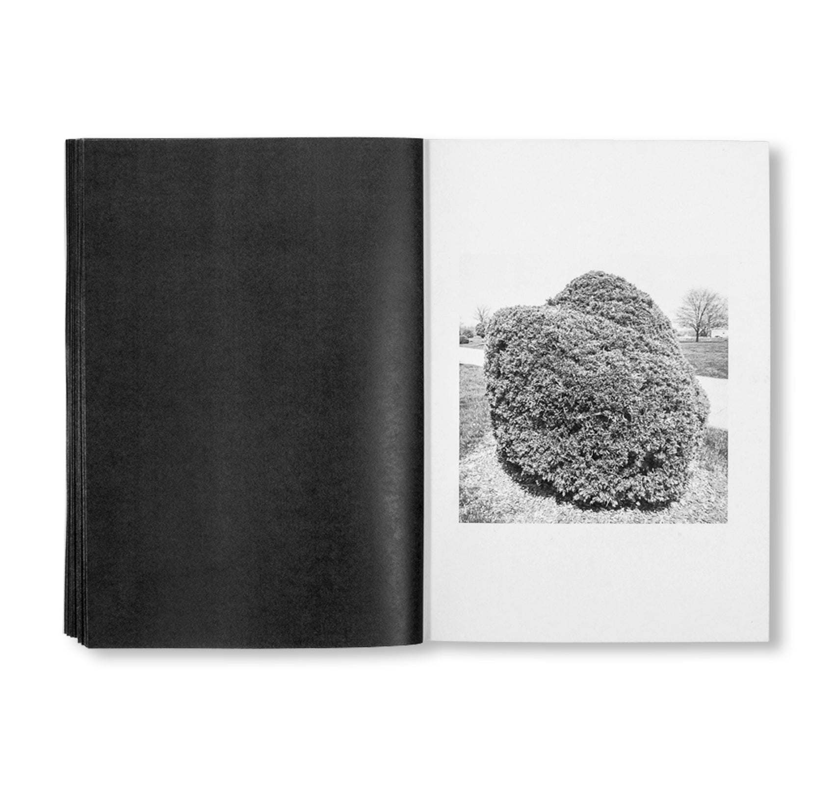 SHRUBS OF DEATH by Mike Slack [ENGLISH COVER / SIGNED]