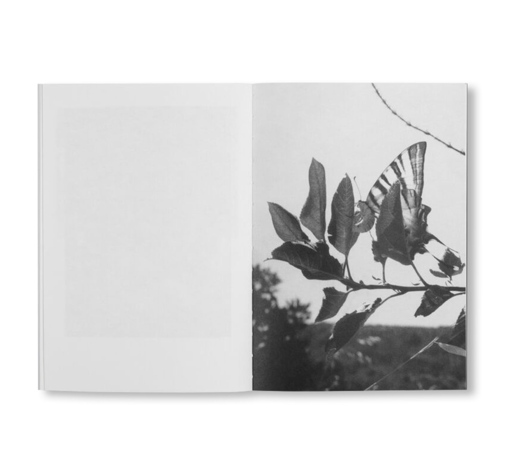 LOCAL ECOLOGY. KASTELLORIZO by Jochen Lempert