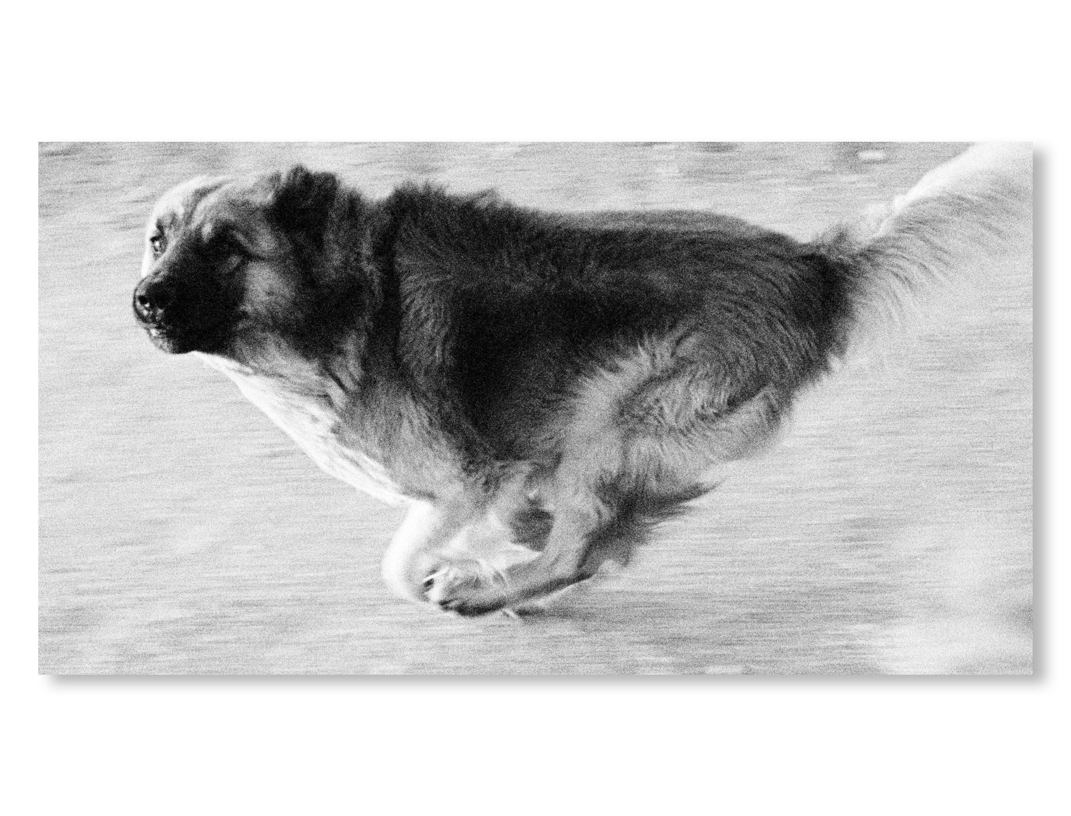 DOGS CHASING MY CAR IN THE DESERT by John Divola [REMASTERED EDITION]