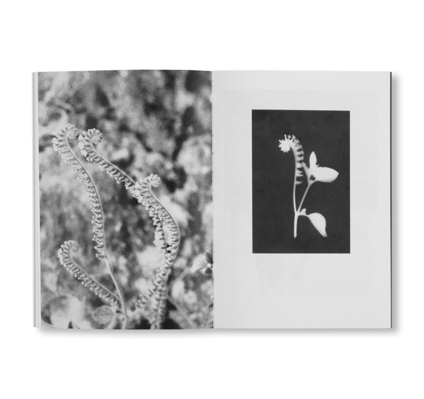 LOCAL ECOLOGY. KASTELLORIZO by Jochen Lempert