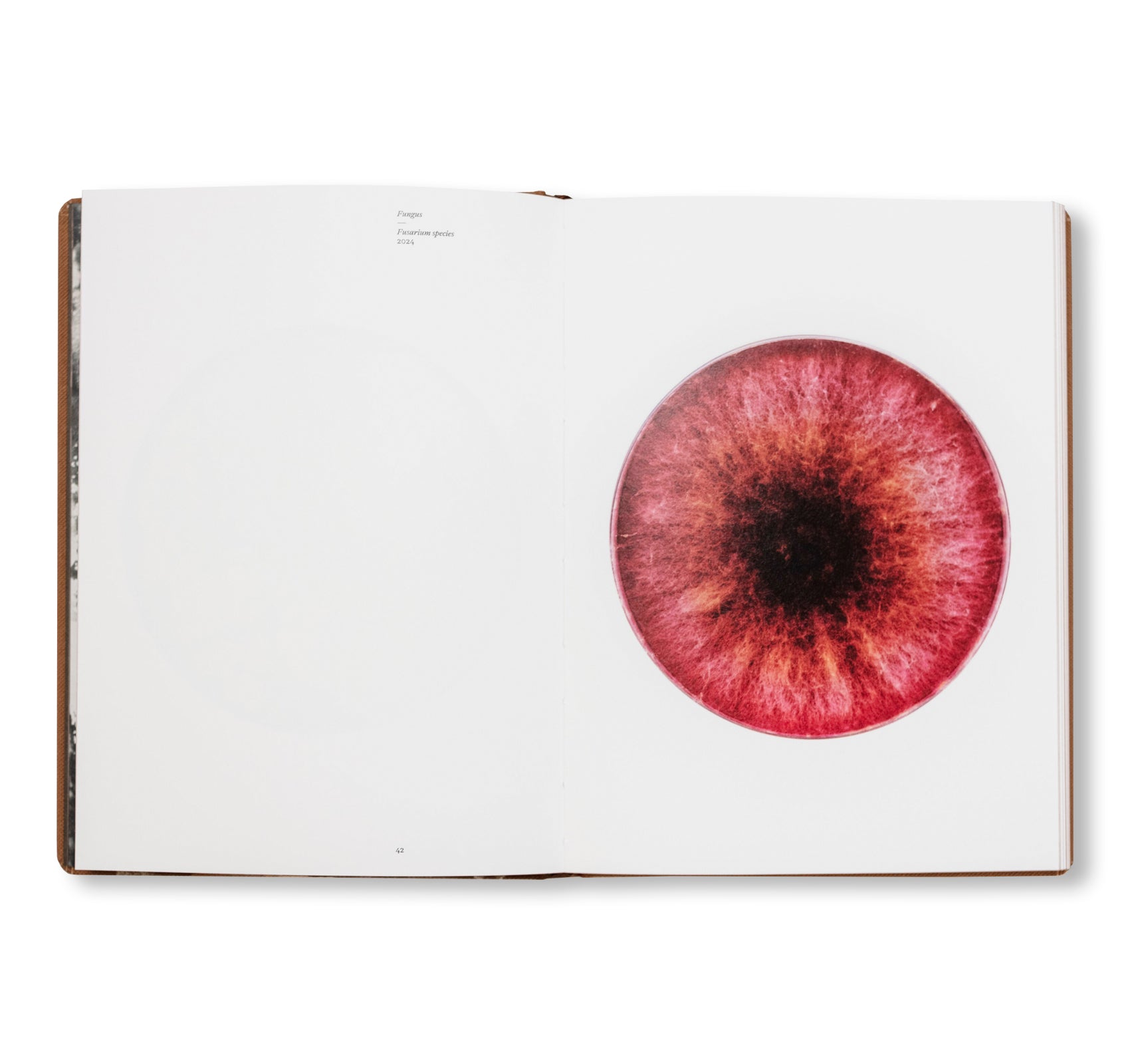 FUNGI by Nicolai Howalt