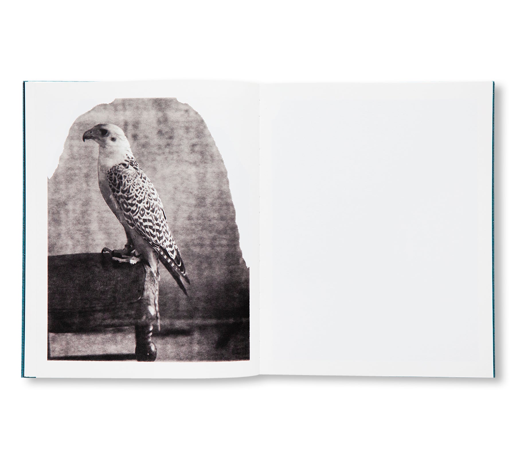 DES OISEAUX - PAOLO ROVERSI by Paolo Roversi