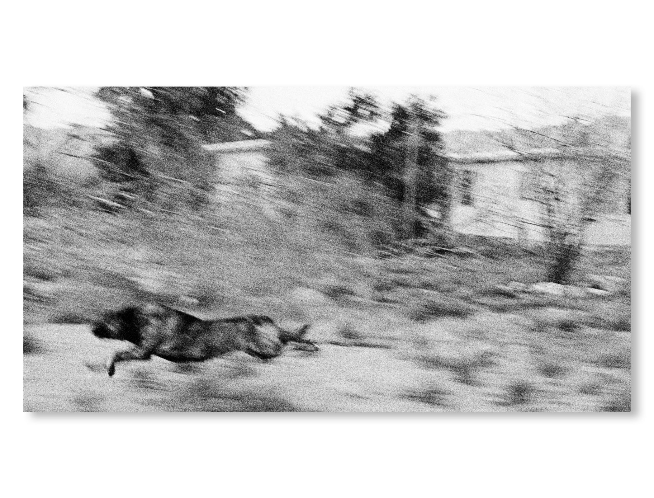 DOGS CHASING MY CAR IN THE DESERT by John Divola [REMASTERED EDITION]