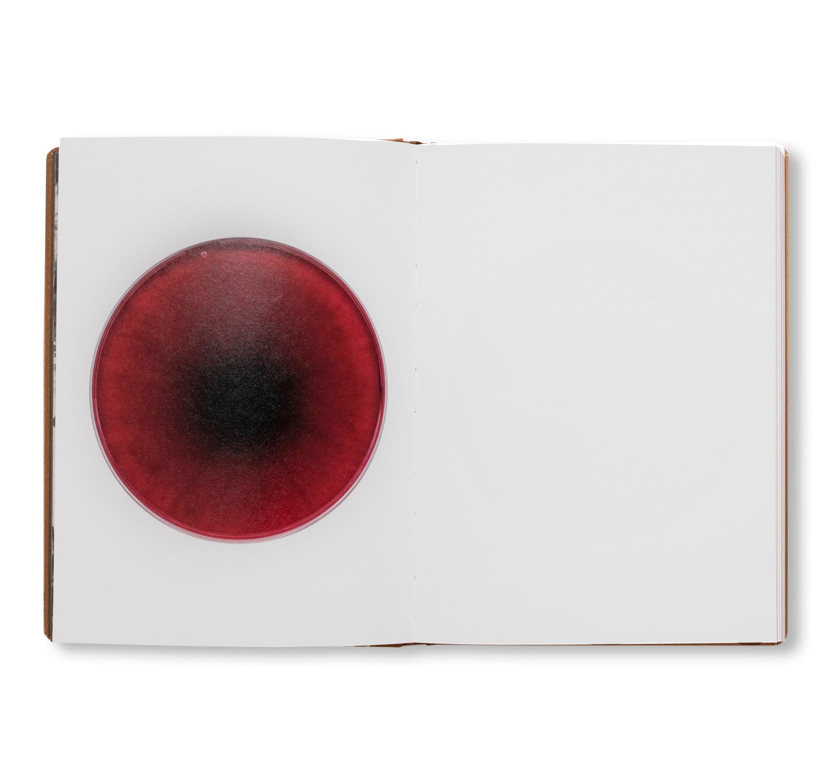 FUNGI by Nicolai Howalt