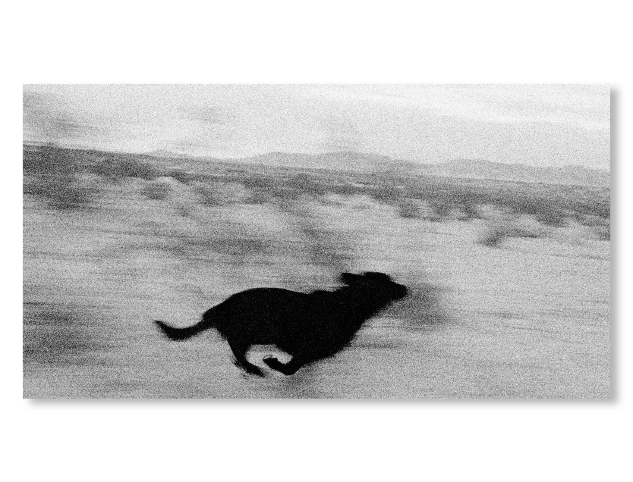 DOGS CHASING MY CAR IN THE DESERT by John Divola [REMASTERED EDITION]