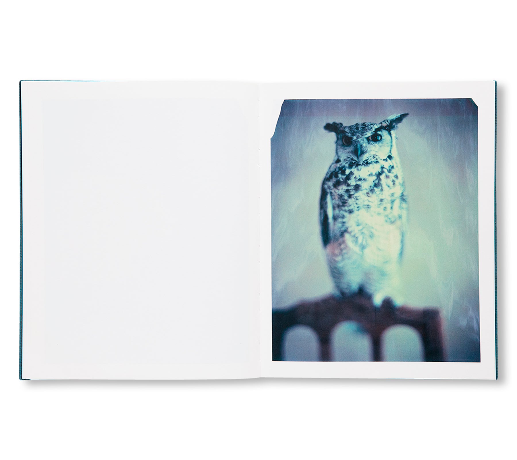 DES OISEAUX - PAOLO ROVERSI by Paolo Roversi