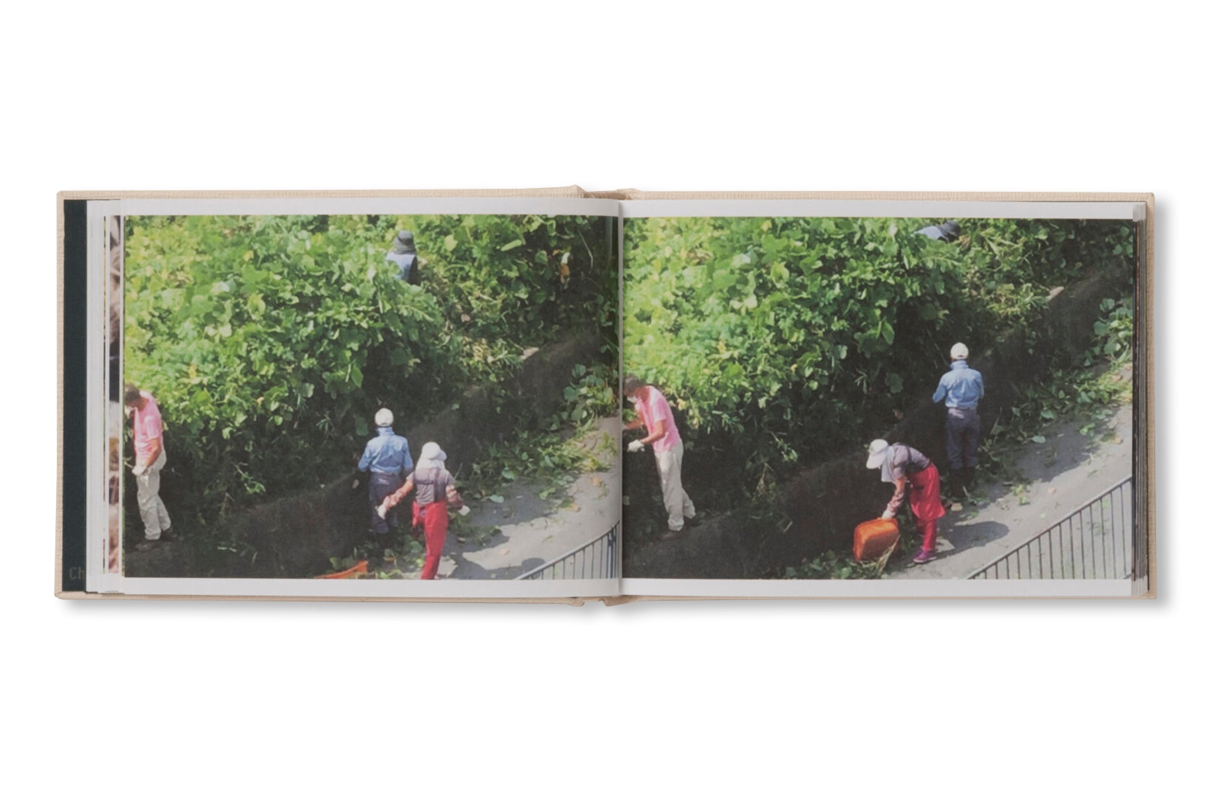 SCREENSHOTS FROM A SERIES OF VIDEOS ABOUT A RICE FIELD AND ITS SURROUNDINGS by Cintia Tortosa Santisteban